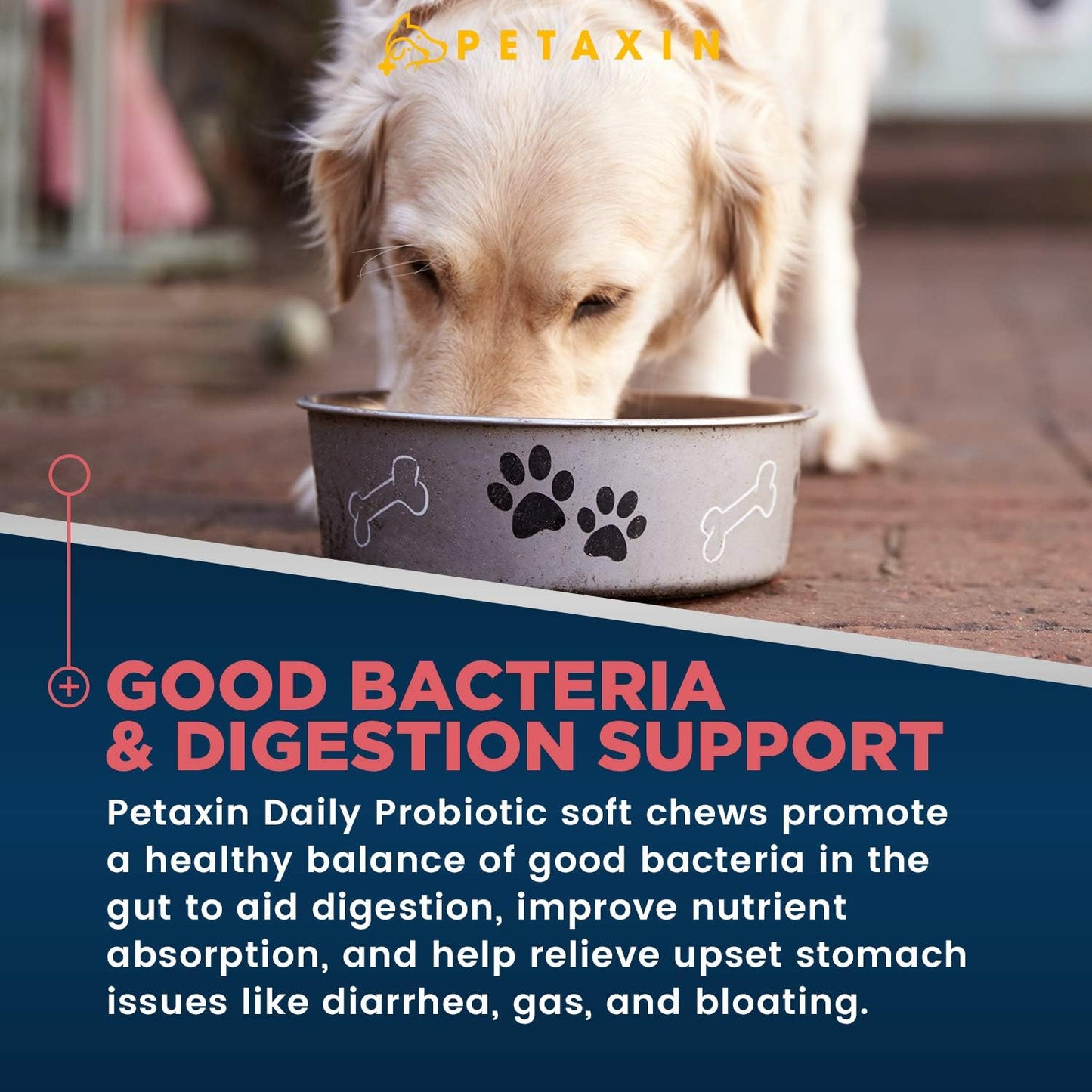 Petaxin Probiotic Chews for Dogs - 6 Strains with Prebiotics - Digestive and Immune Support - Relief for Digestive Issues - Made in USA - 240 Chews