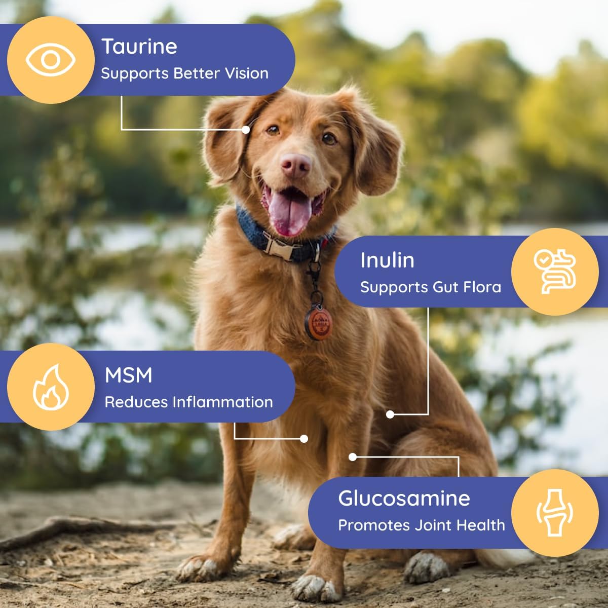 Petralyte Dog Electrolytes and Joint Supplement with Glucosamine, Chondroitin, and MSM for Inflammation and Mobility Support - 16 Packets