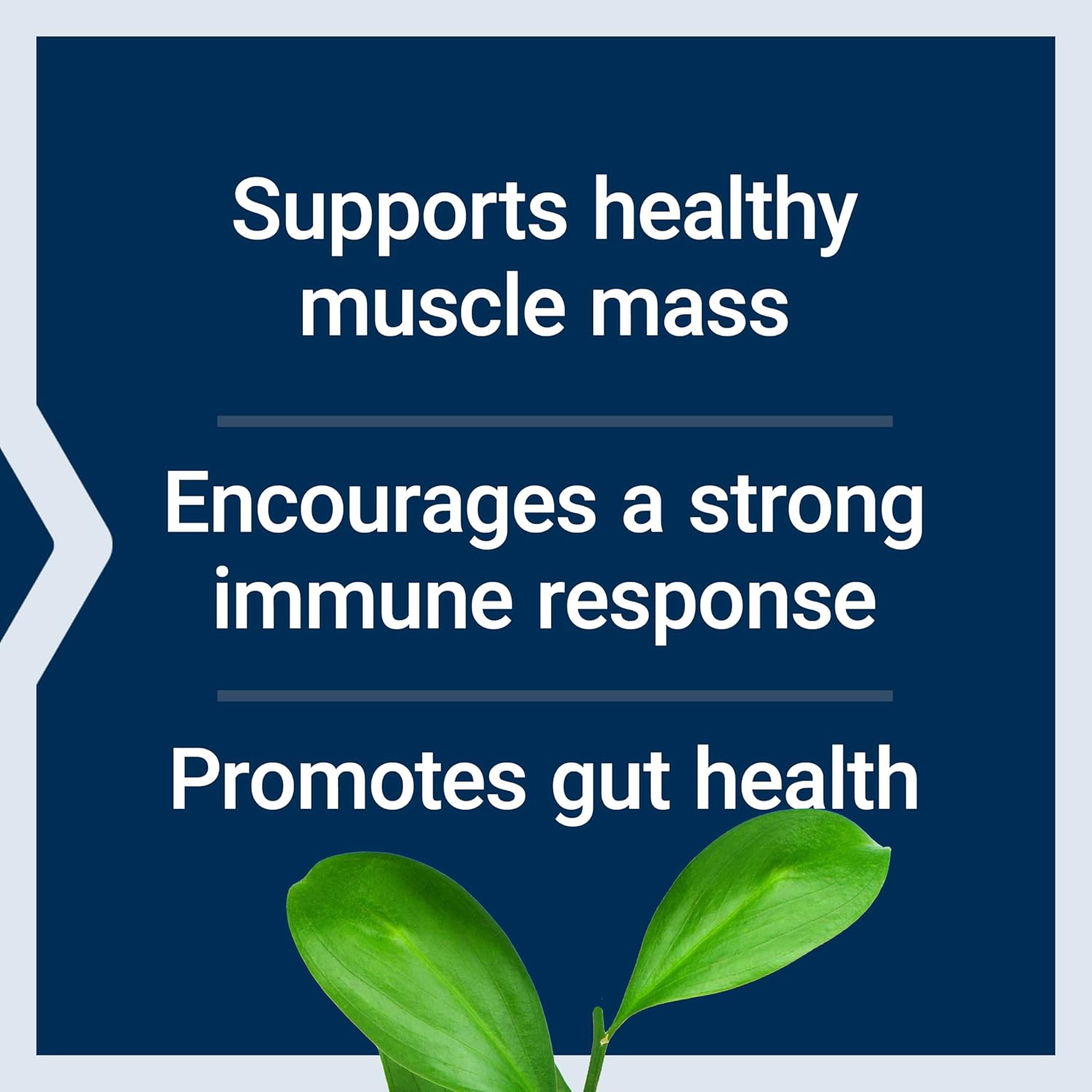 Plant-Based L-Glutamine Powder for Muscle and Immune Health - 100g, Gluten-Free, Non-GMO