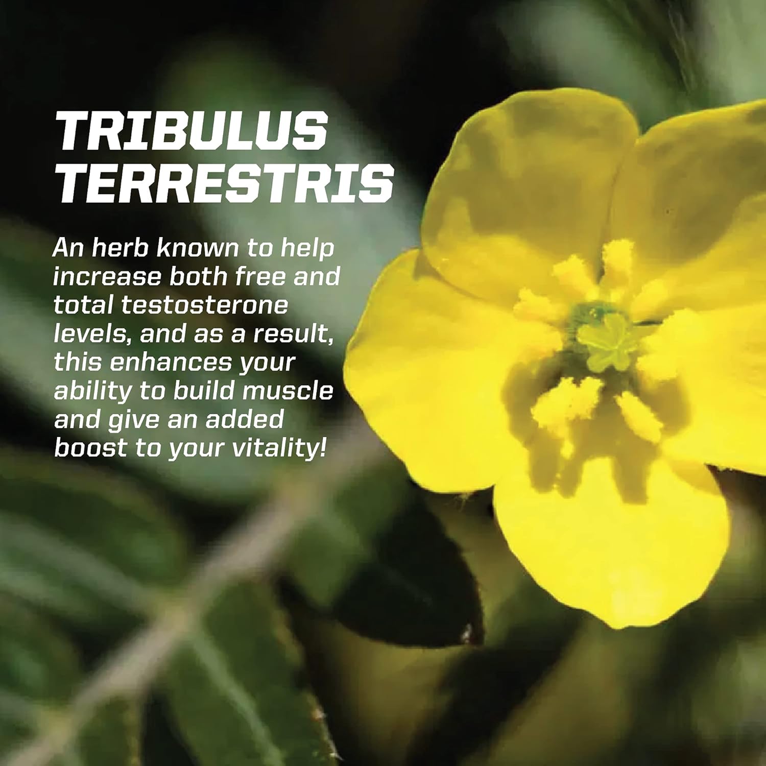 PMD Sports Z-Test Nighttime Testosterone Support Capsules - Sleep Aid for Muscle Recovery and Growth - Anabolic Relaxation Formula - 90 Count