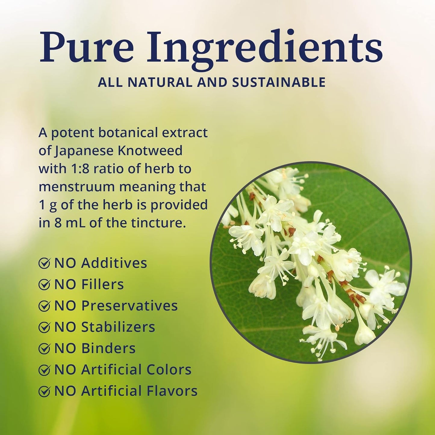 Potent BioPure Japanese Knotweed Herbal Tincture for Liver, Immune Function, & Cellular Health - 2 fl oz