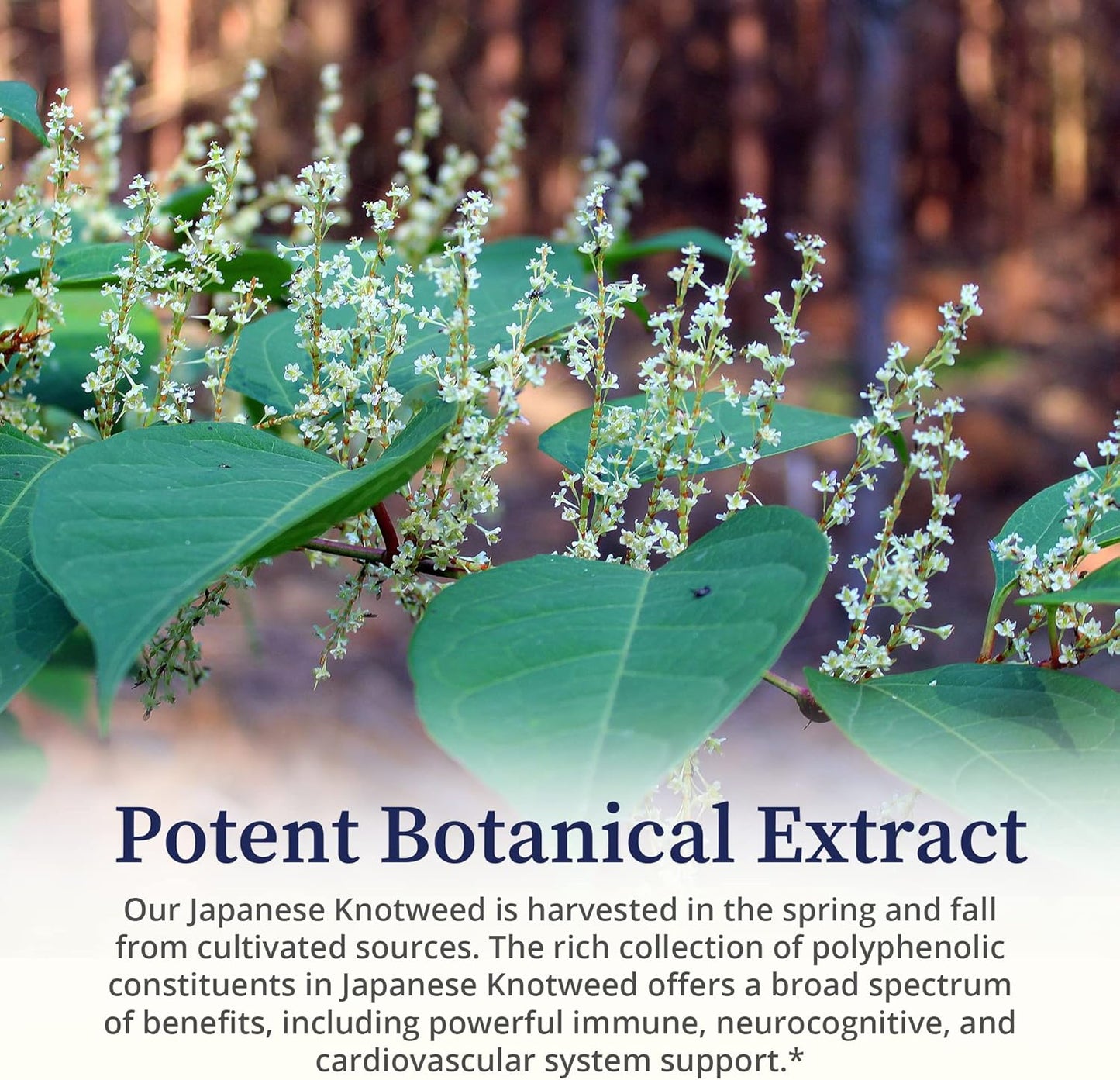 Potent BioPure Japanese Knotweed Herbal Tincture for Liver, Immune Function, & Cellular Health - 2 fl oz