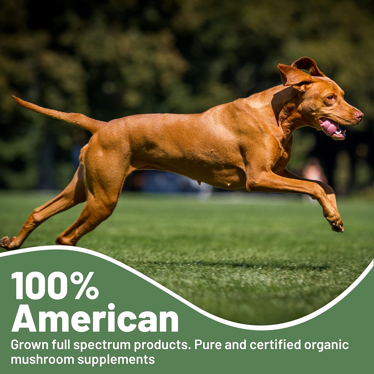 Potent Immune Booster for Large Dogs - Aloha Medicinals K9 Immunity Plus, 90 Soft Chews
