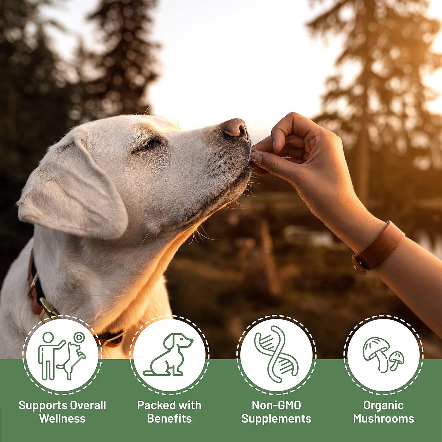 Potent Immune Booster for Large Dogs - Aloha Medicinals K9 Immunity Plus, 90 Soft Chews