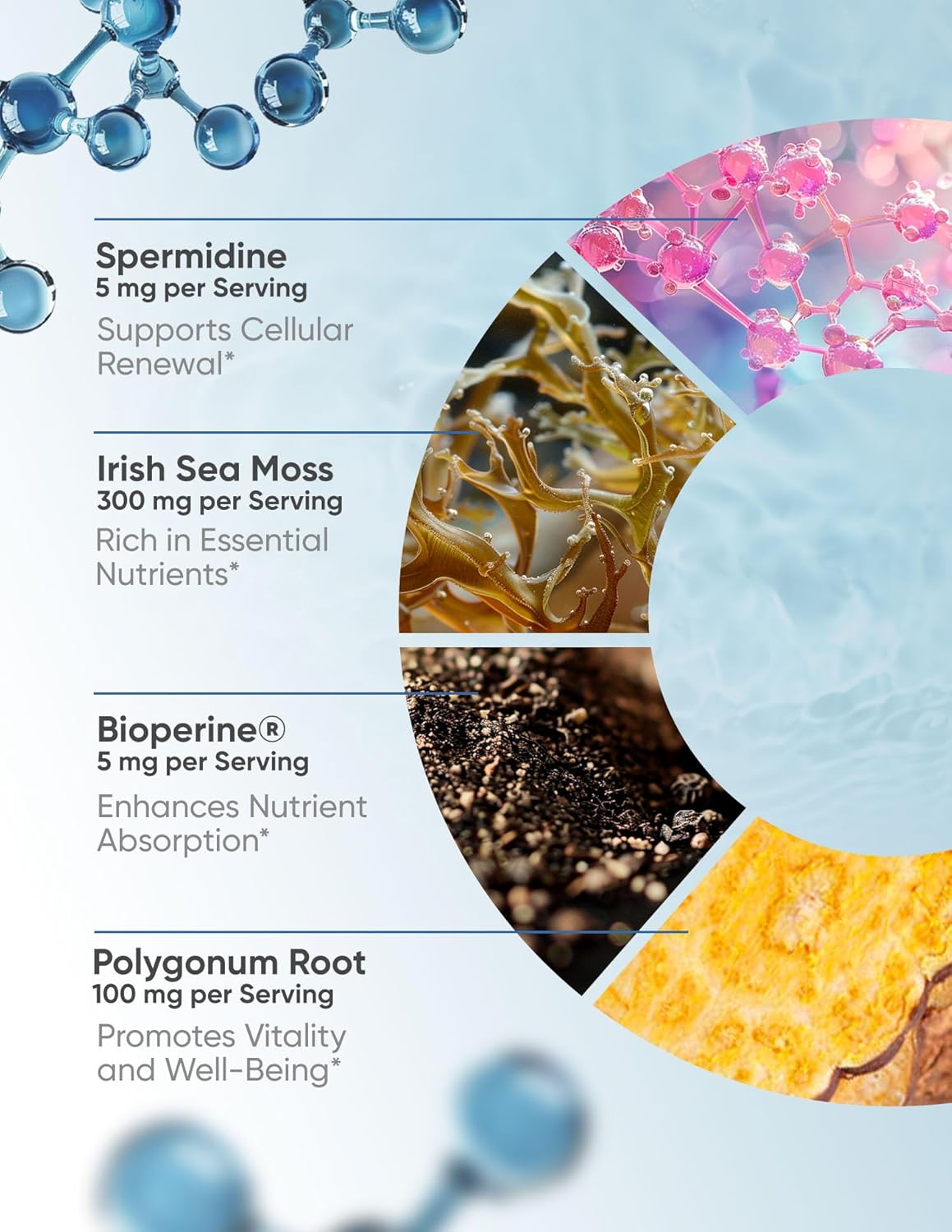 Premium 100% Natural Super Spermidine Supplements for Youthful Hair Growth and Cellular Health | Anti Aging Formula for Men and Women | 4X Ingredients