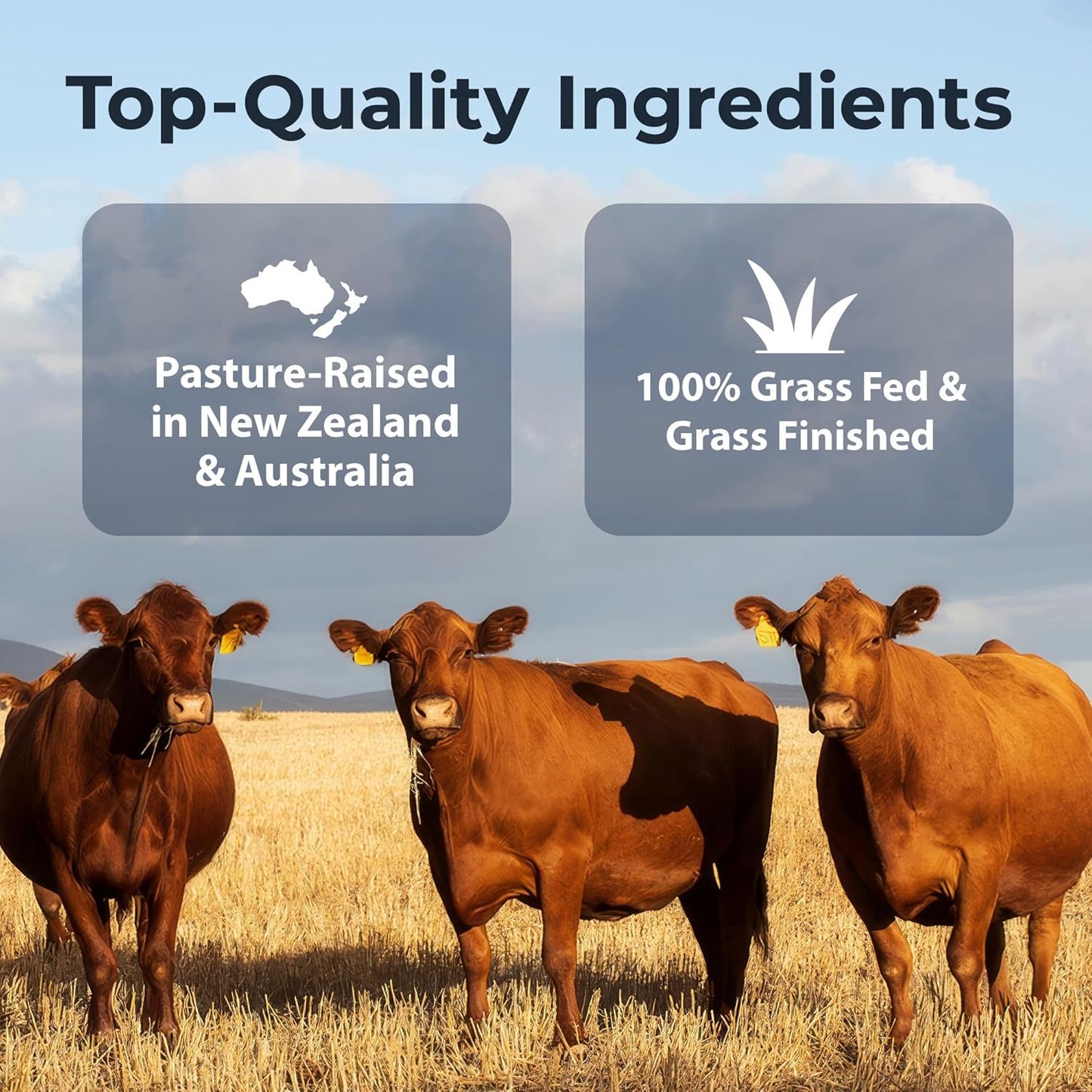 Premium Grass-Fed Beef Organs Supplement for Energy & Wellness - 100% Natural & Non-GMO - 180 Capsules