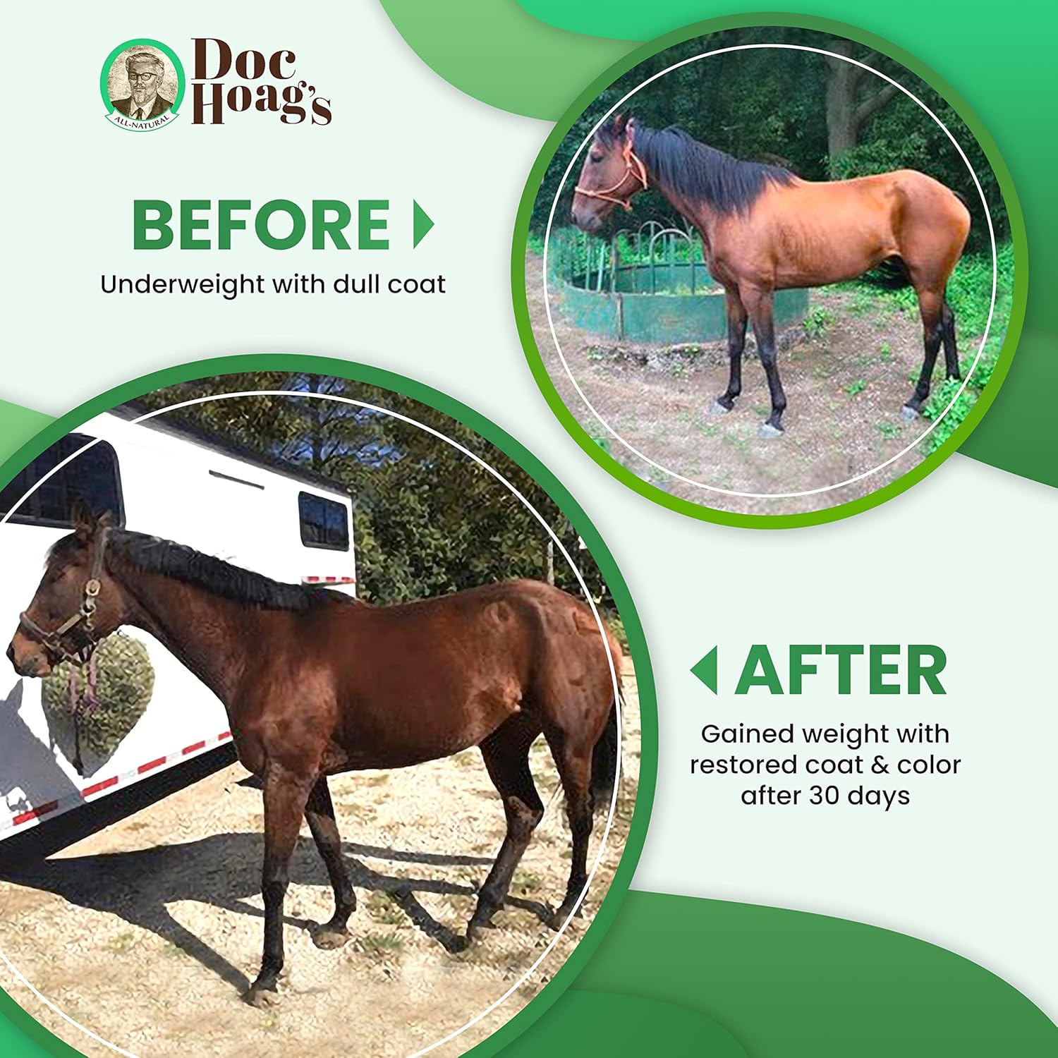 Premium Horse Supplement for Gut Health with Aloe Vera and Agave for Natural Equine Gastric Support and Stress Relief, Support Ulcer Improvement for Horses and Large Animals - Udder Balm Doc Hoag's