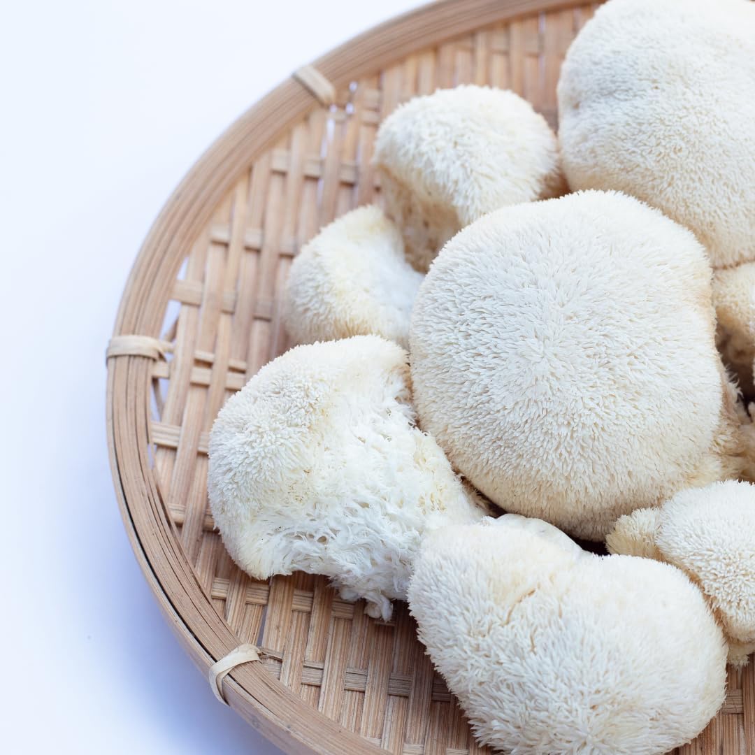 Premium Jovvily Lion's Mane Mushroom Extract - 1 lb Pure Hericium Erinaceus Supplement