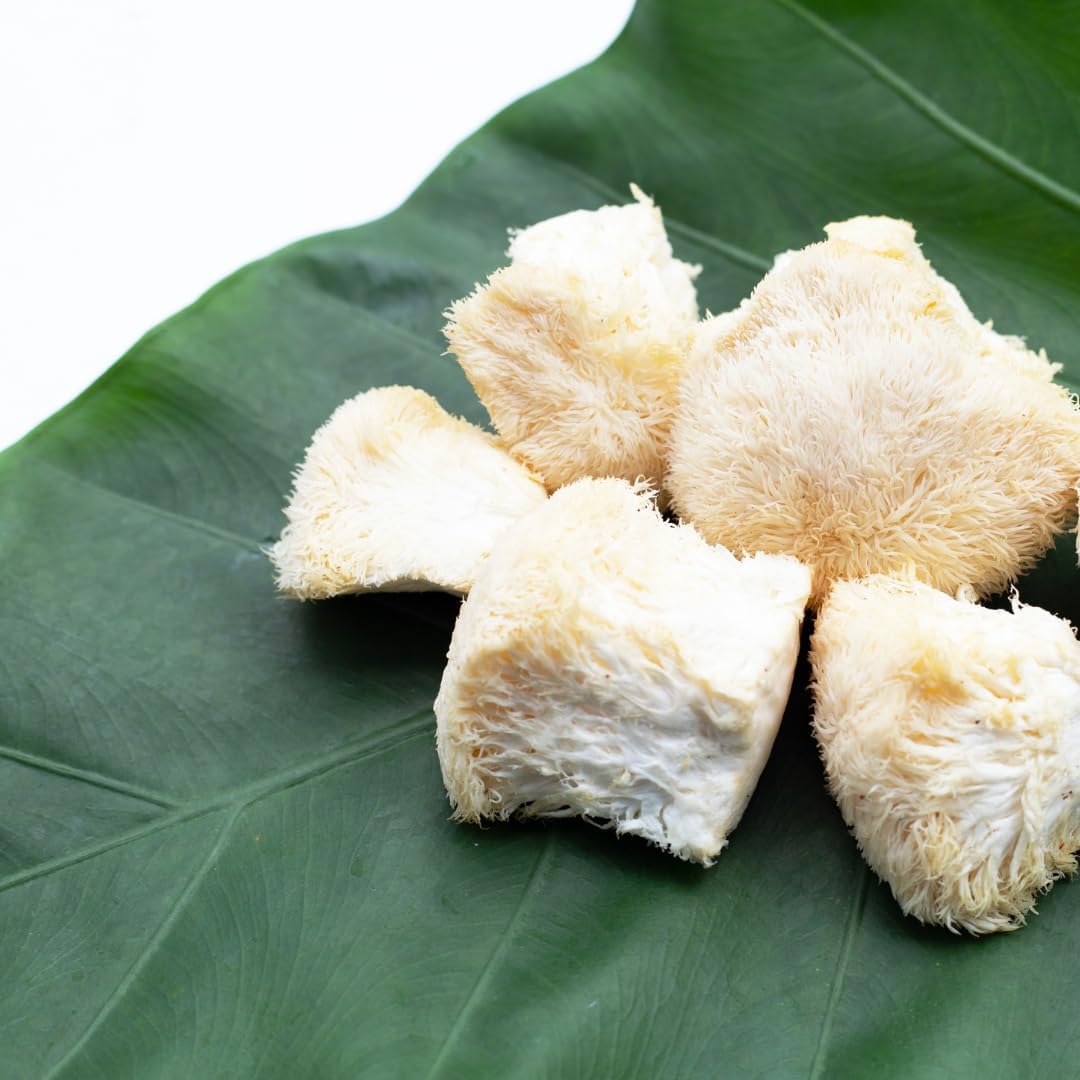 Premium Jovvily Lion's Mane Mushroom Extract - 1 lb Pure Hericium Erinaceus Supplement