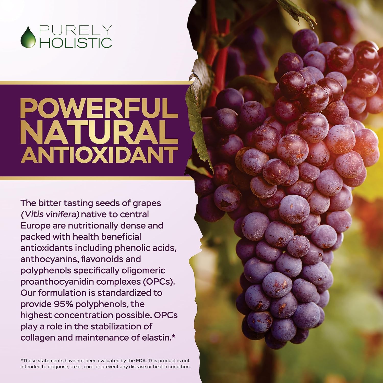 Premium Purely Holistic Grape Seed Extract 20,000mg - 250 Vegan Capsules - 8+ Month Supply - High Polyphenol Content - Maximum Strength Non-GMO Grapeseed Supplement