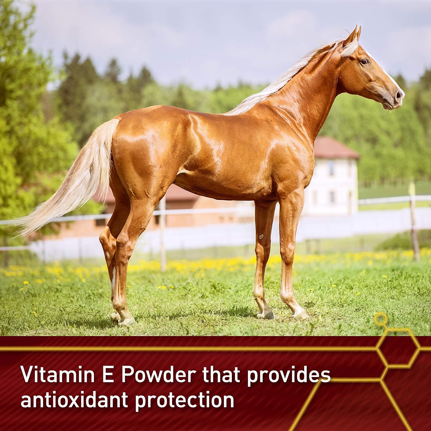 Premium Quality Vita Flex Pro E-5000 Horse Vitamin E Supplement, 4 lbs., 128-Day Supply