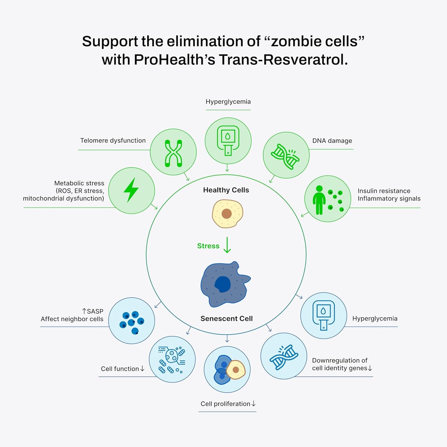 Premium Trans-Resveratrol Capsules with Quercetin, Red Wine & Green Tea Extract - 1000mg - Supports Cellular Health, Memory, Healthy Aging - 60 Capsules