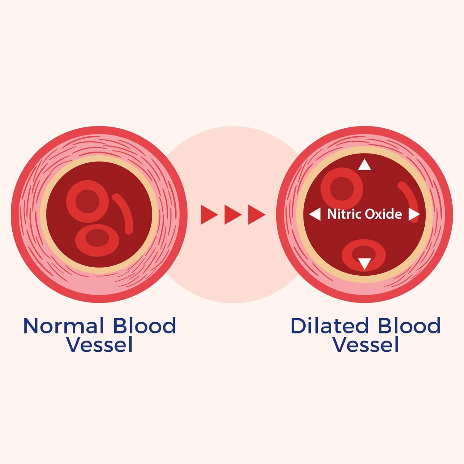 Premium VasQFlow Nitric Oxide Booster Supplement - Supports Circulation, Blood Flow, Heart Health, and Energy - With Red Spinach Extract & Aged Garlic - Muscle Support - 1 Month Supply (90 Count)