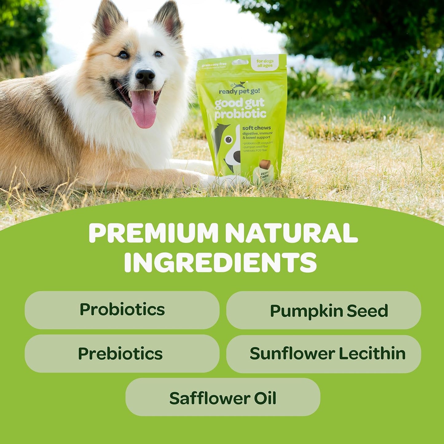 Probiotic Chews for Dogs with Pumpkin & Digestive Enzymes | Supports Gut Health & Digestion | NASC Certified | Made in USA | 60 Chews