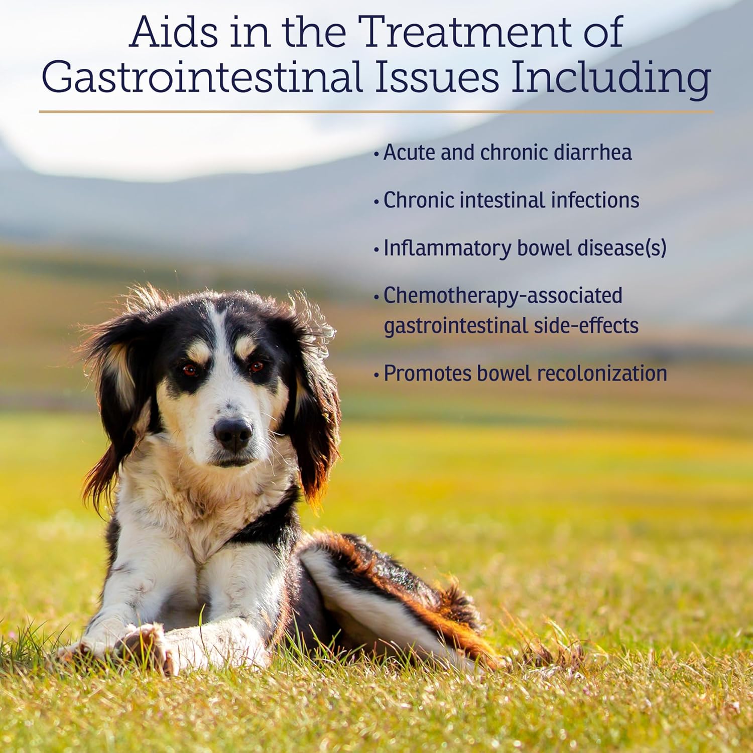 Probiotic Powder for Cats and Dogs - Digestive Health Support - Anti-Diarrhea & Gas Relief - 4.65oz