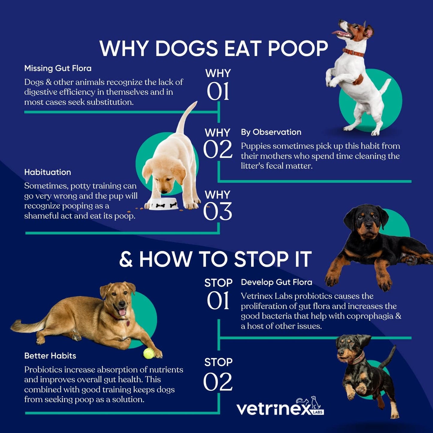 Probiotic Powder for Dogs & Cats to Stop Poop Eating - Coprophagia Deterrent & Prevention - Stool Eating Treatment (120 GMS)