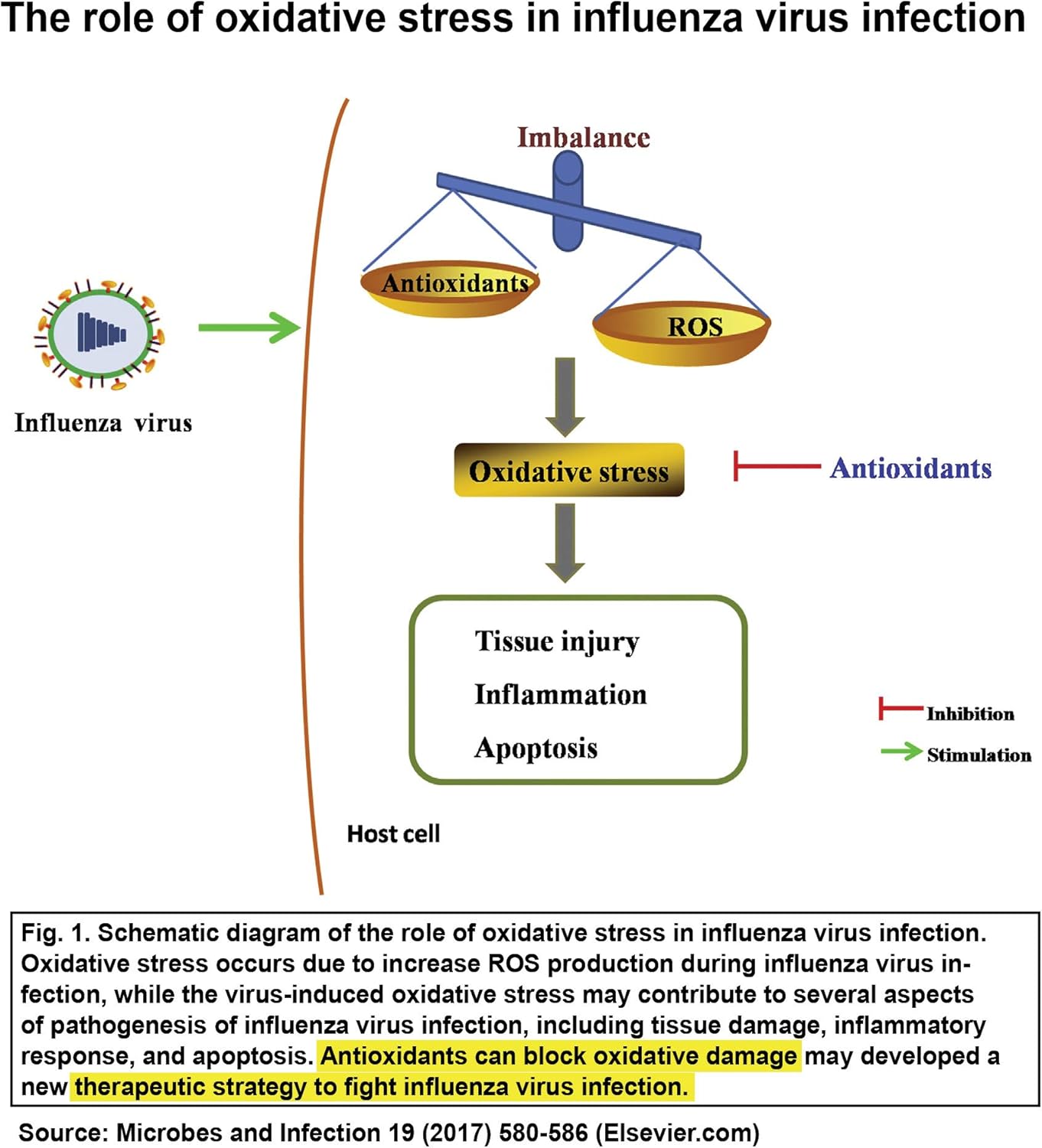 Pure 99.99% C60 Antioxidant Strips | Immunity Booster | Solvent-Free | Fully Dissolved & Dispersed