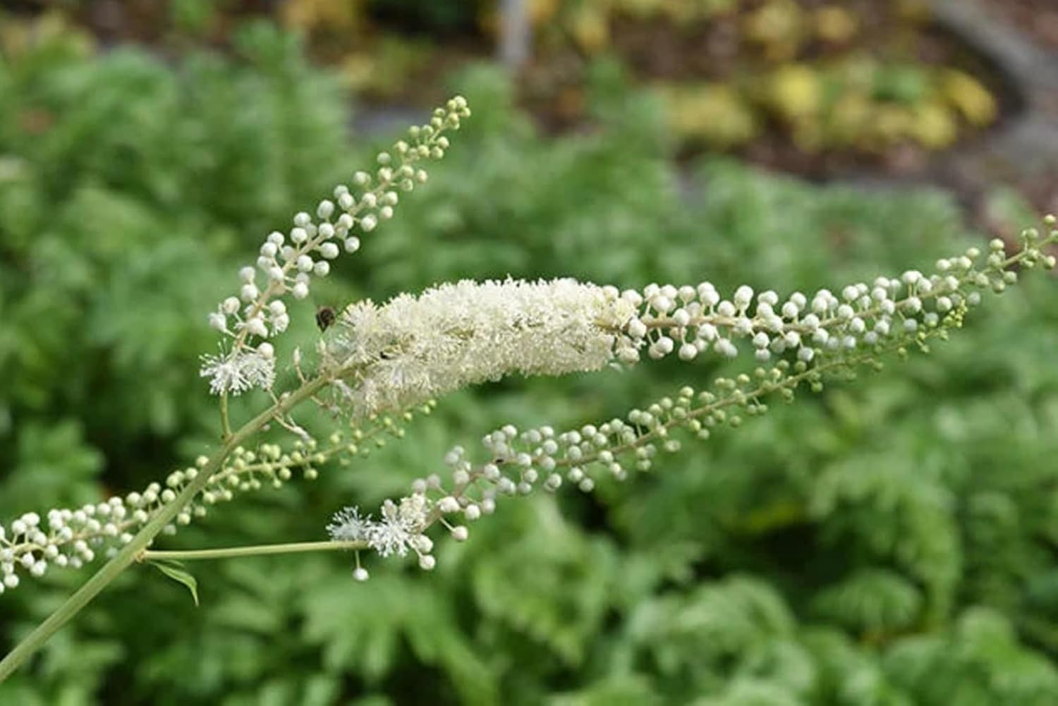 Pure Black Cohosh 730 Capsules - Original Ingredients, No Magnesium or Rice Fillers - Lab Verified & Pure