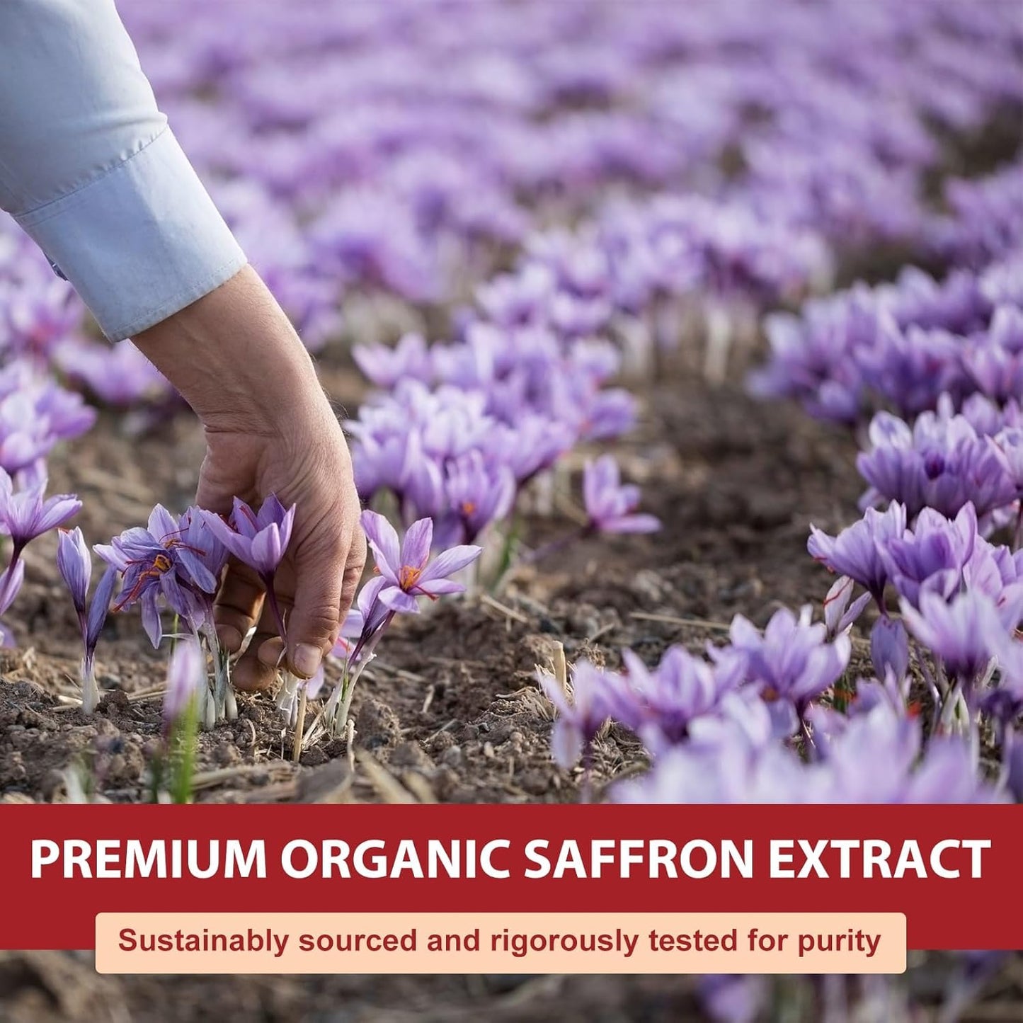 Pure Saffron Extract Capsules - 88.5mg for Mood, Energy, & Eye Health - Non-GMO & Gluten-Free - 60 Vegan Capsules