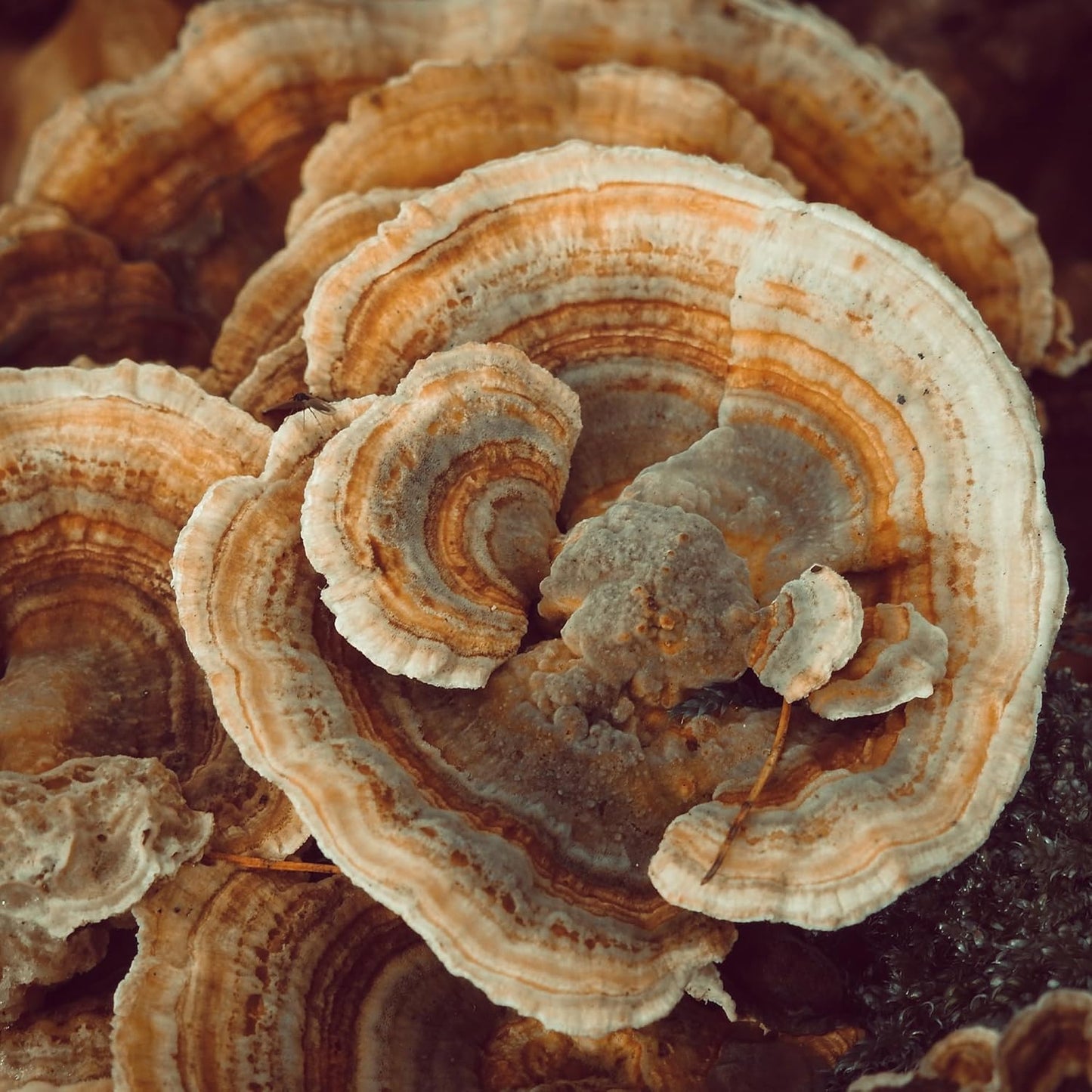 Pure Turkey Tail Mushroom Capsules - 200 Count, Undiluted & Additive-Free by Earthborn Elements