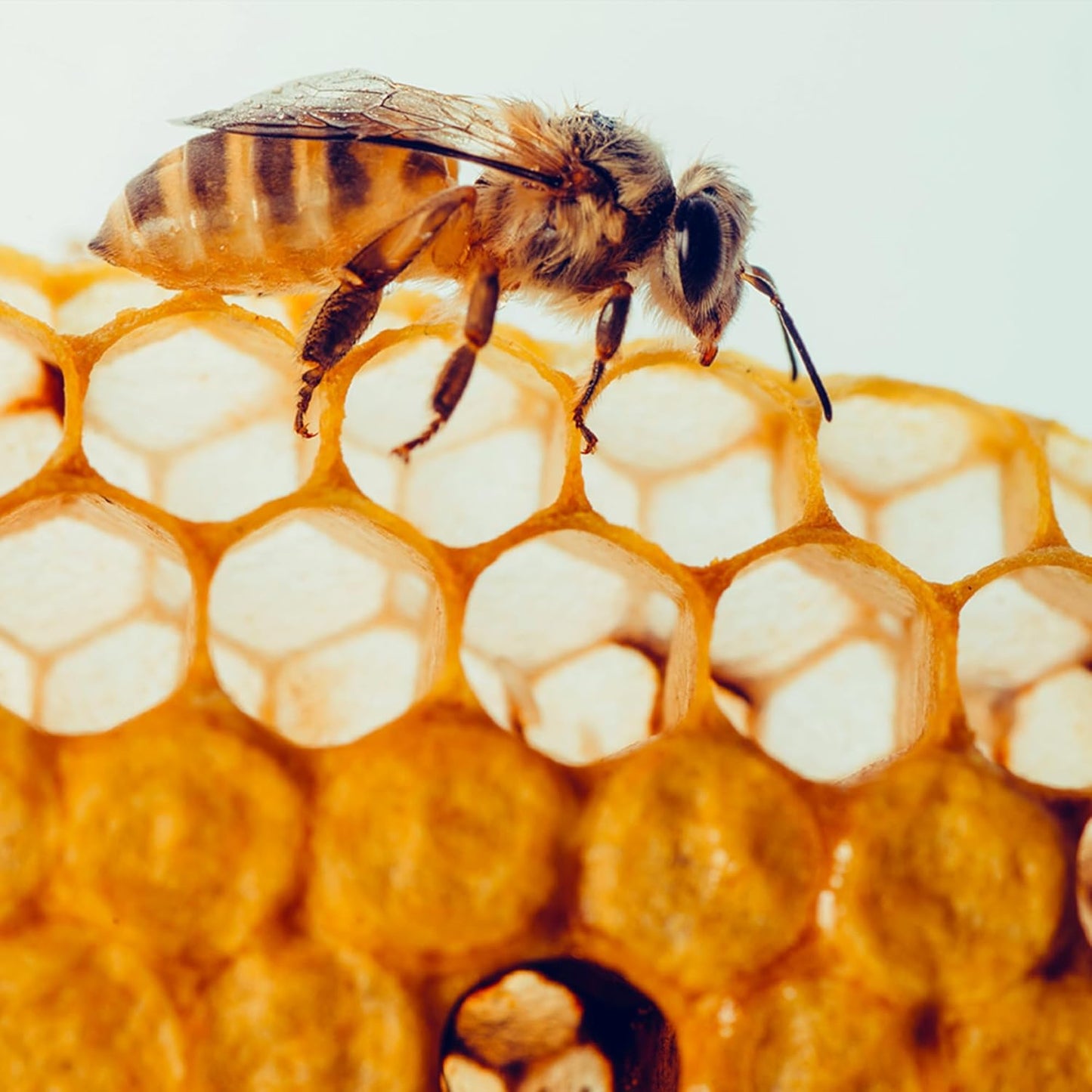 Pure & Undiluted Bee Propolis Capsules - 200 Count by Earthborn Elements, No Additives