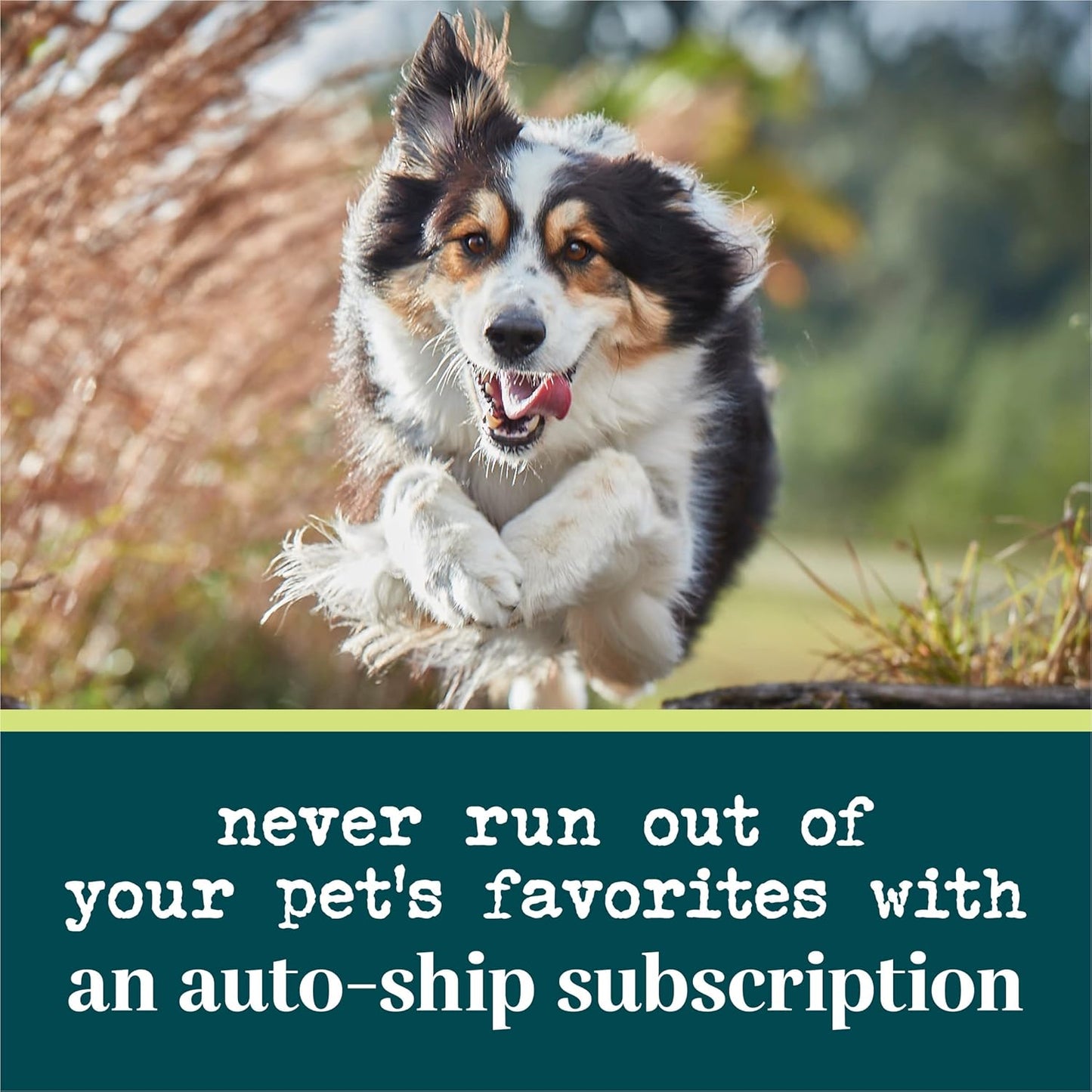 Purina EverRoot Dog Skin Care Supplements - 16 oz. Bottle with Safflower Oil for Healthy Skin and Coat