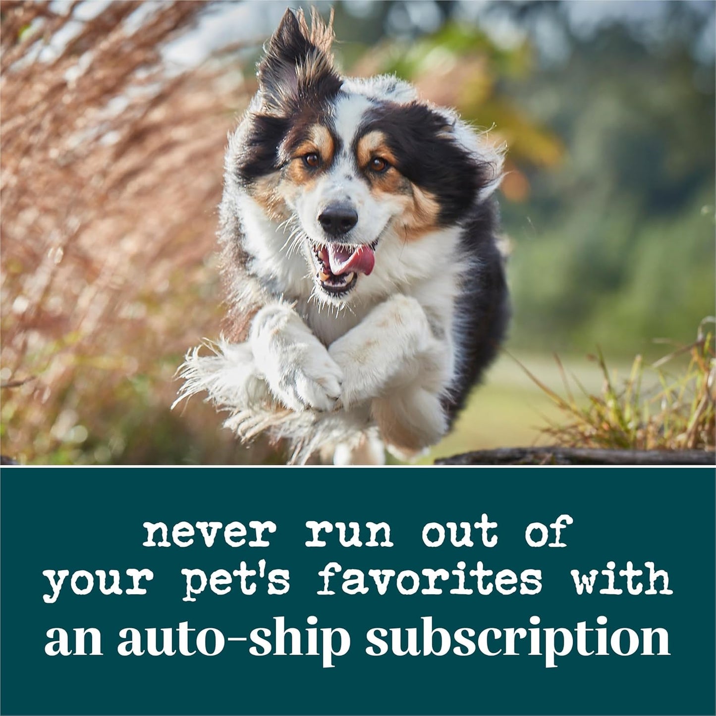 Purina EverRoot Dog Supplements for Brain Health with Coconut Oil - 4.02 oz Chewable Tablets