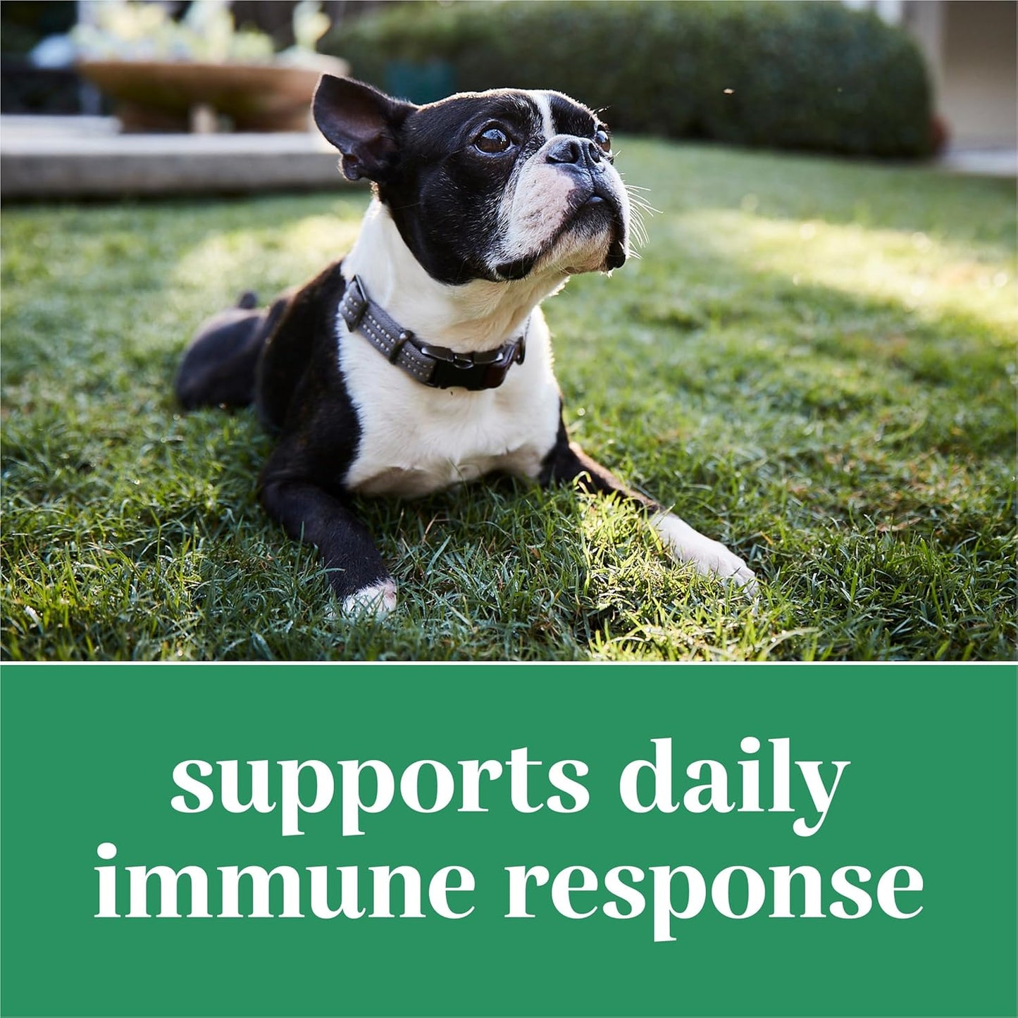 Purina EverRoot Immunity Dog Supplement Chewable Tablets with Spirulina & Antioxidants - 3.6 oz.