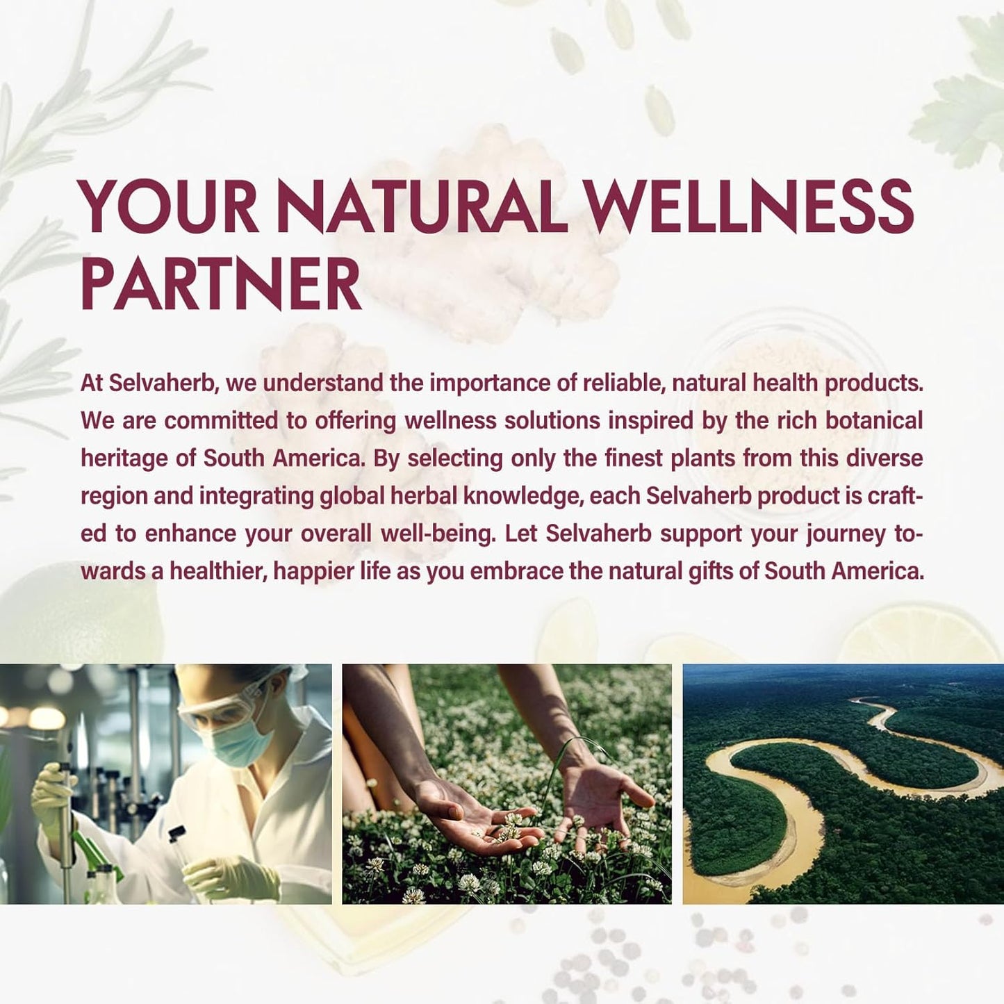 Red Clover Blossoms Capsules for Hormone Harmony & Menopause Relief - Herbal Supplements with Black Cohosh & Wild Yam Extract - 90 Count