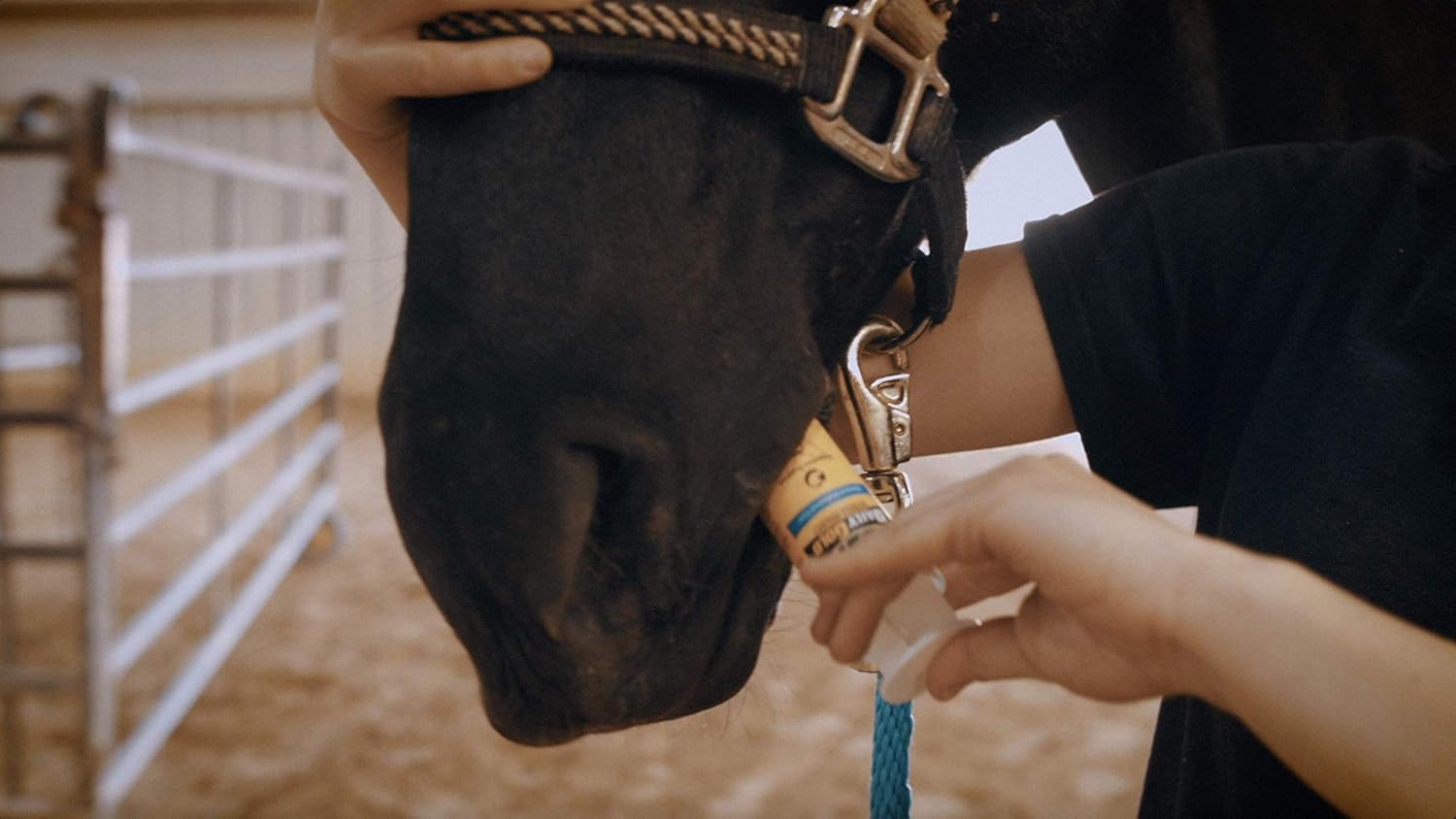 Redmond Daily Gold Natural Healing Clay Paste for Gastric Ulcers in Horses - Stress Relief Formula - Pack of 3