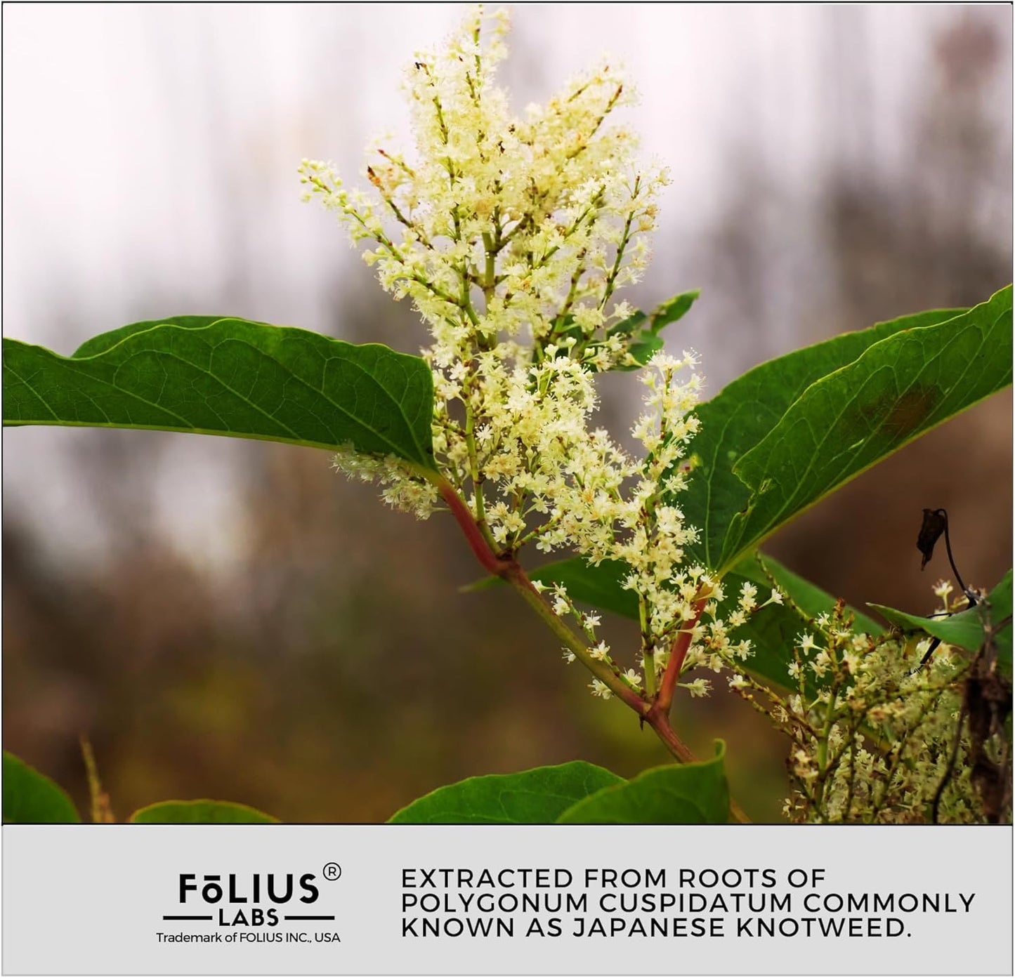 Resveratrol Capsules - 99% Trans-Resveratrol - Japanese Knotweed Extract - Immunity & Anti-Aging Support - 120 Capsules