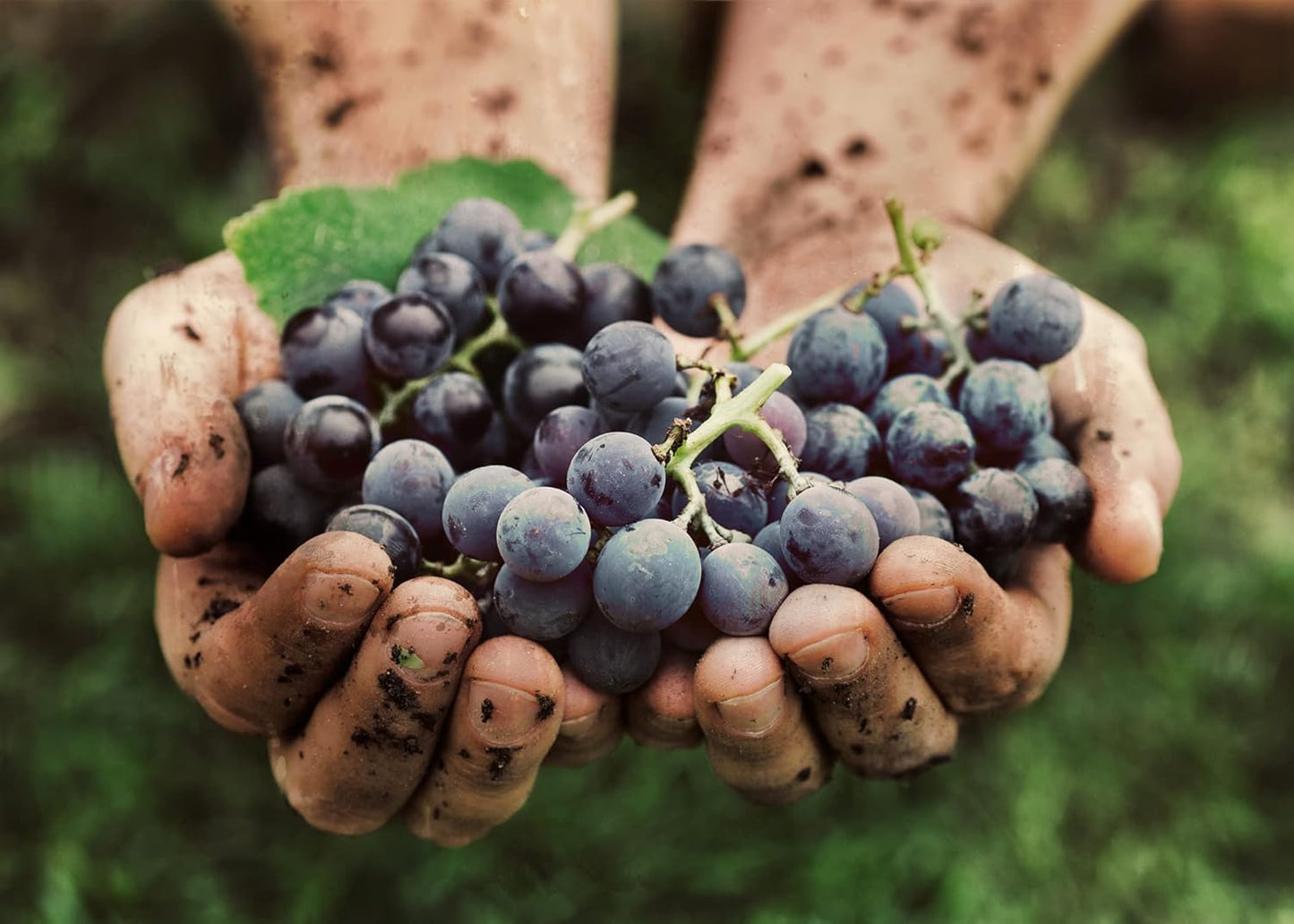 Resveratrol Capsules with Pure Original Ingredients (100 Count), Lab Verified, No Additives