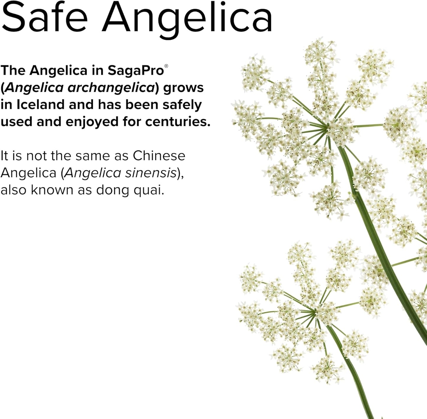 SagePro Bladder Support Supplement with Angelica Leaf Extract - 60 Vegan Capsules for Urinary Tract Health