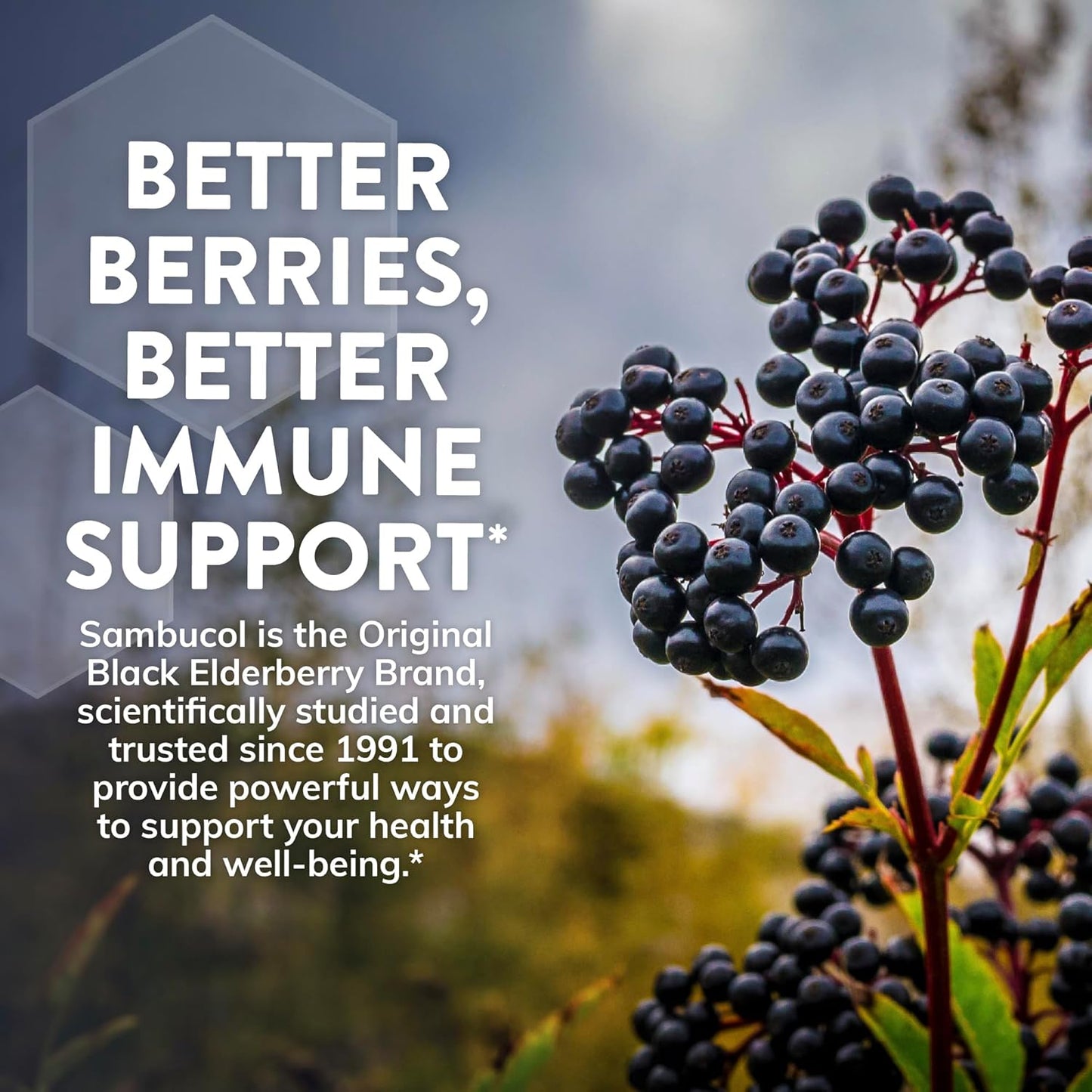 Sambucol Black Elderberry Cough Relief Lozenges with Ivy Leaf - Immune Support Berry Eucalyptus Cough Drops for Adults - 24 Count