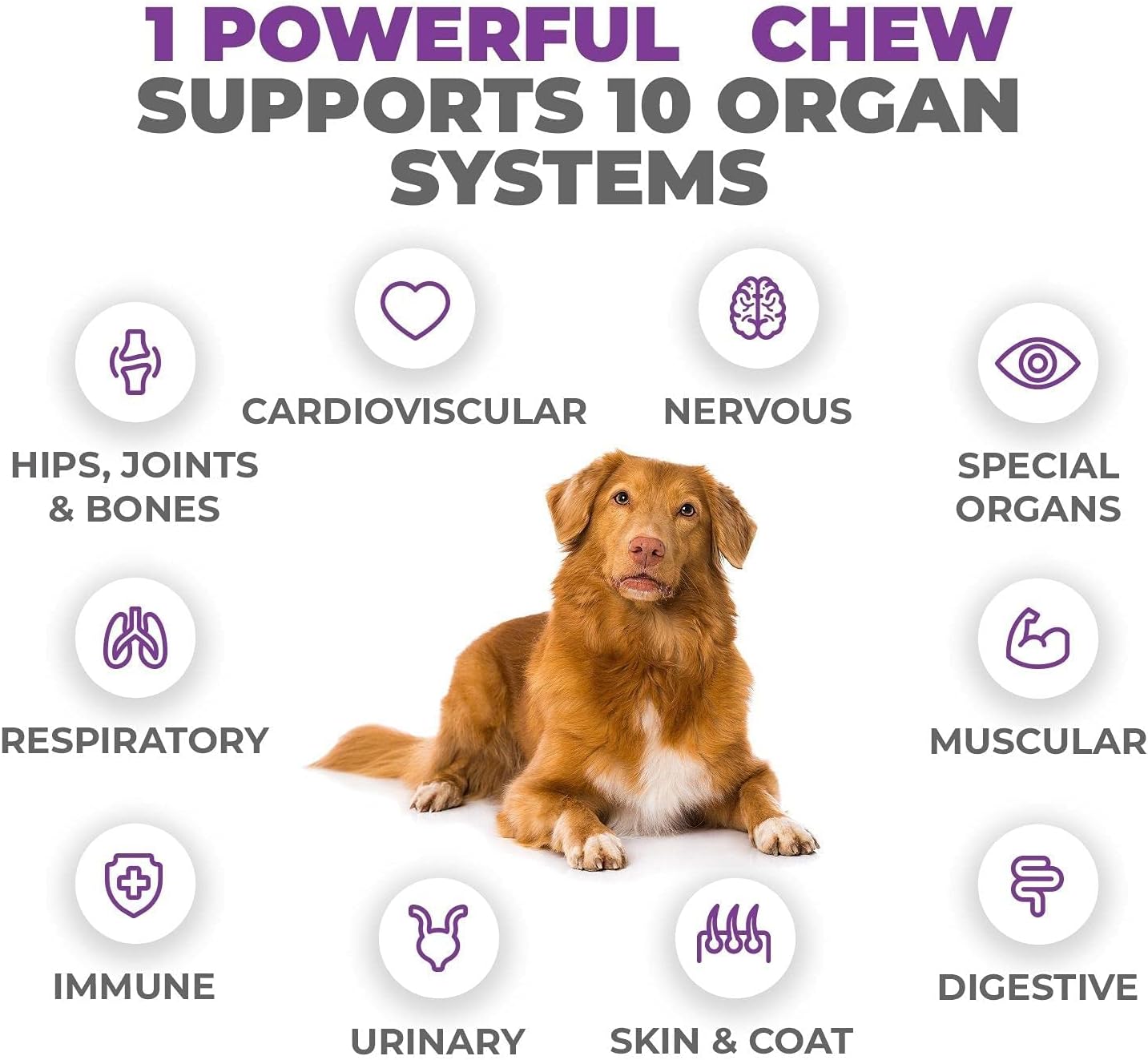 Senior & Adult Dog Multivitamin - 10 in 1 Complete Support for Joints, Immunity, Mobility, Energy, Skin Health - Daily Chewable Supplement for Dogs
