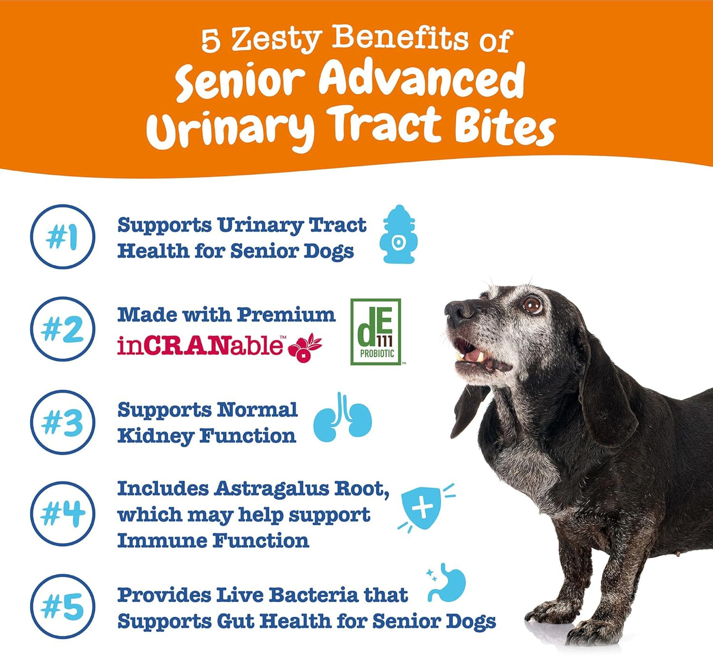 Senior Dog Cranberry Supplement for Bladder & Urinary Tract Support - Immune & Gut Health - Chicken Flavored Chews - 90 Count