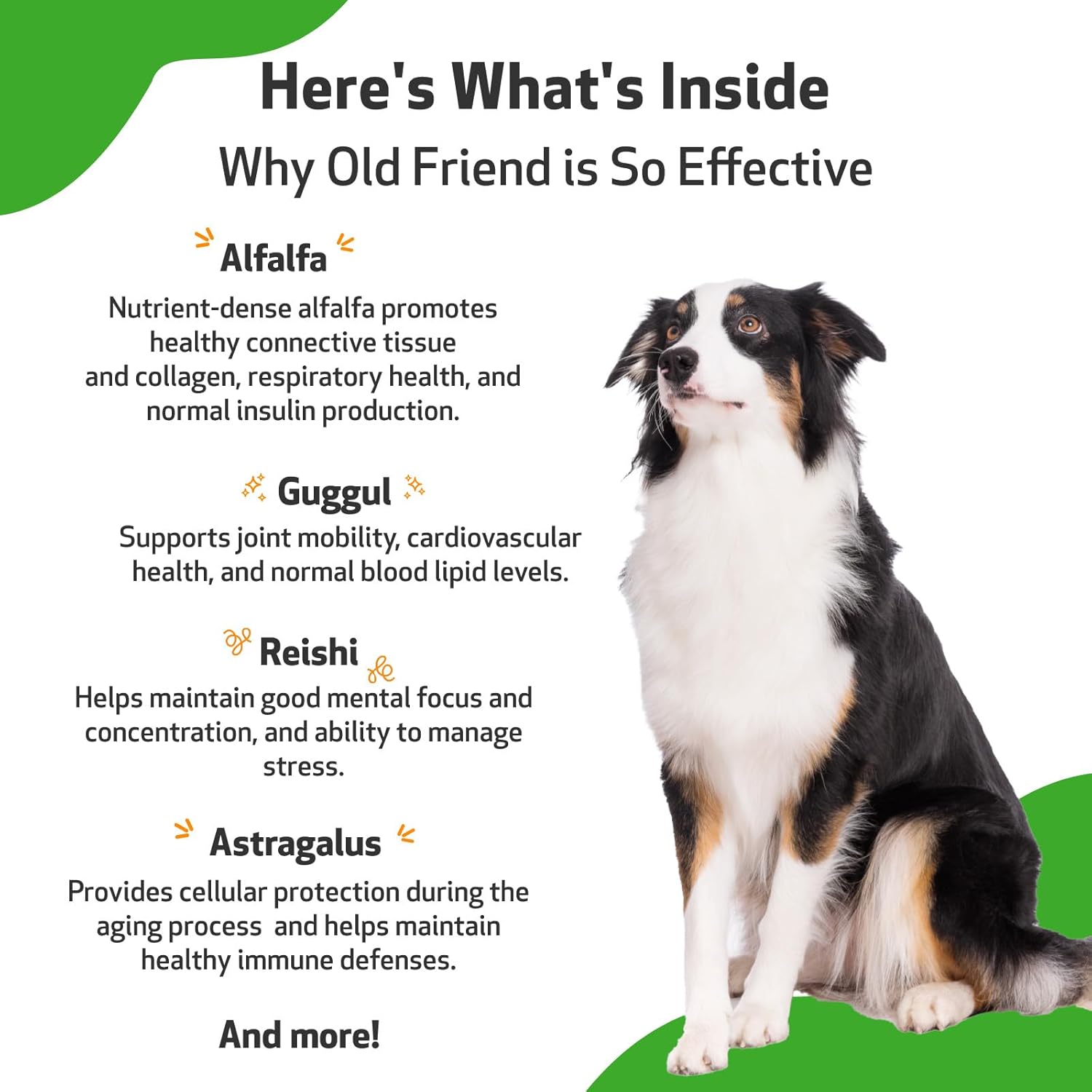 Senior Dog Herbal Supplement for Immune System & Joint Health - Alfalfa & Reishi, 2 oz