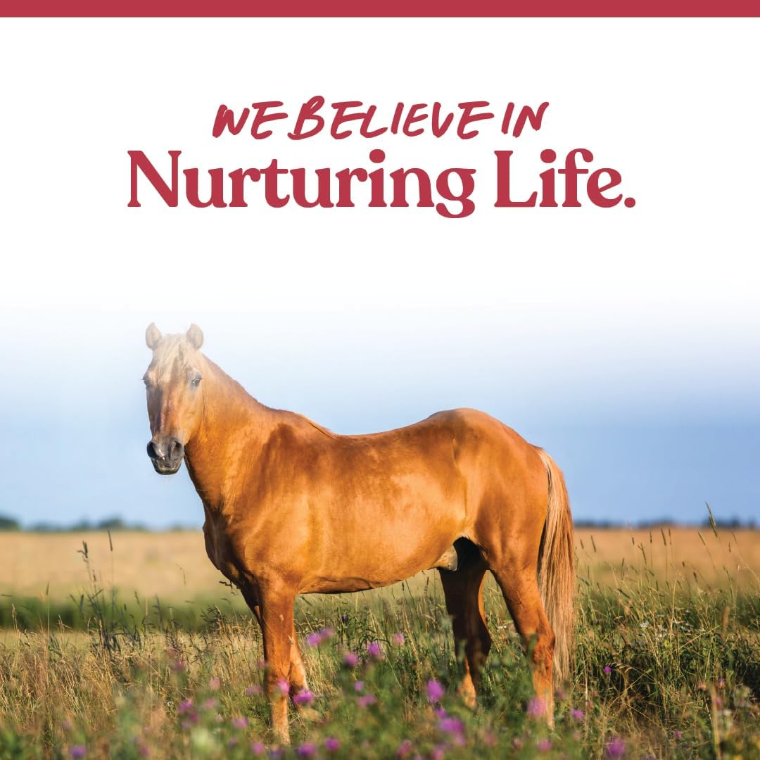 Senior Horse Weight Gain Supplement with Omega 3 Fatty Acids from Flaxseed - 8 Pounds