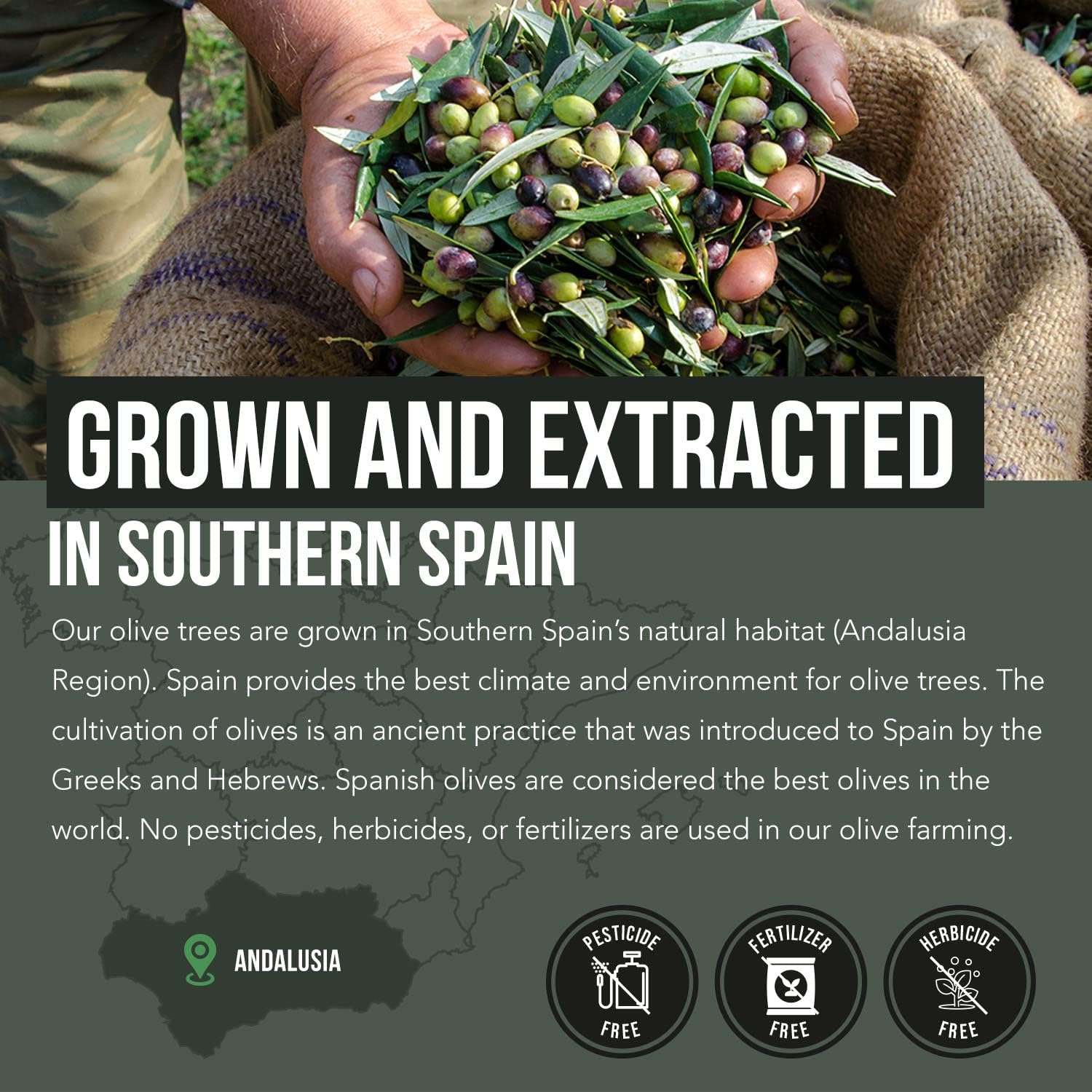 Spanish Grown Total Olive® Extract with Oleuropein & Hydroxytyrosol - Full Spectrum Olive Leaf & Fruit Extract with BioPerine (60ct)