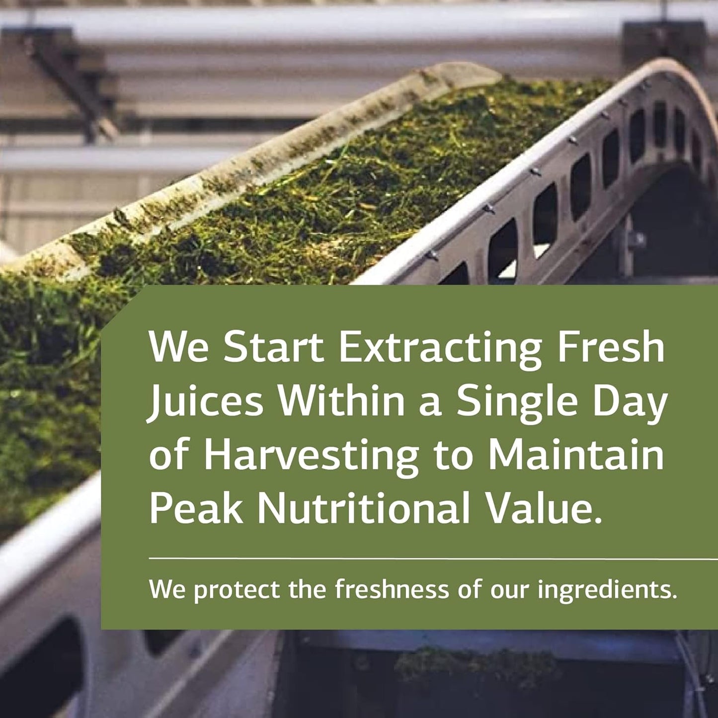 Standard Process Calsol: Musculoskeletal & Bone Health Supplement - Calcium & Phosphorus for Skeleton Nutrition - Supports Nervous System & Soft Tissue - Vegan & Gluten-Free - 90 Tablets