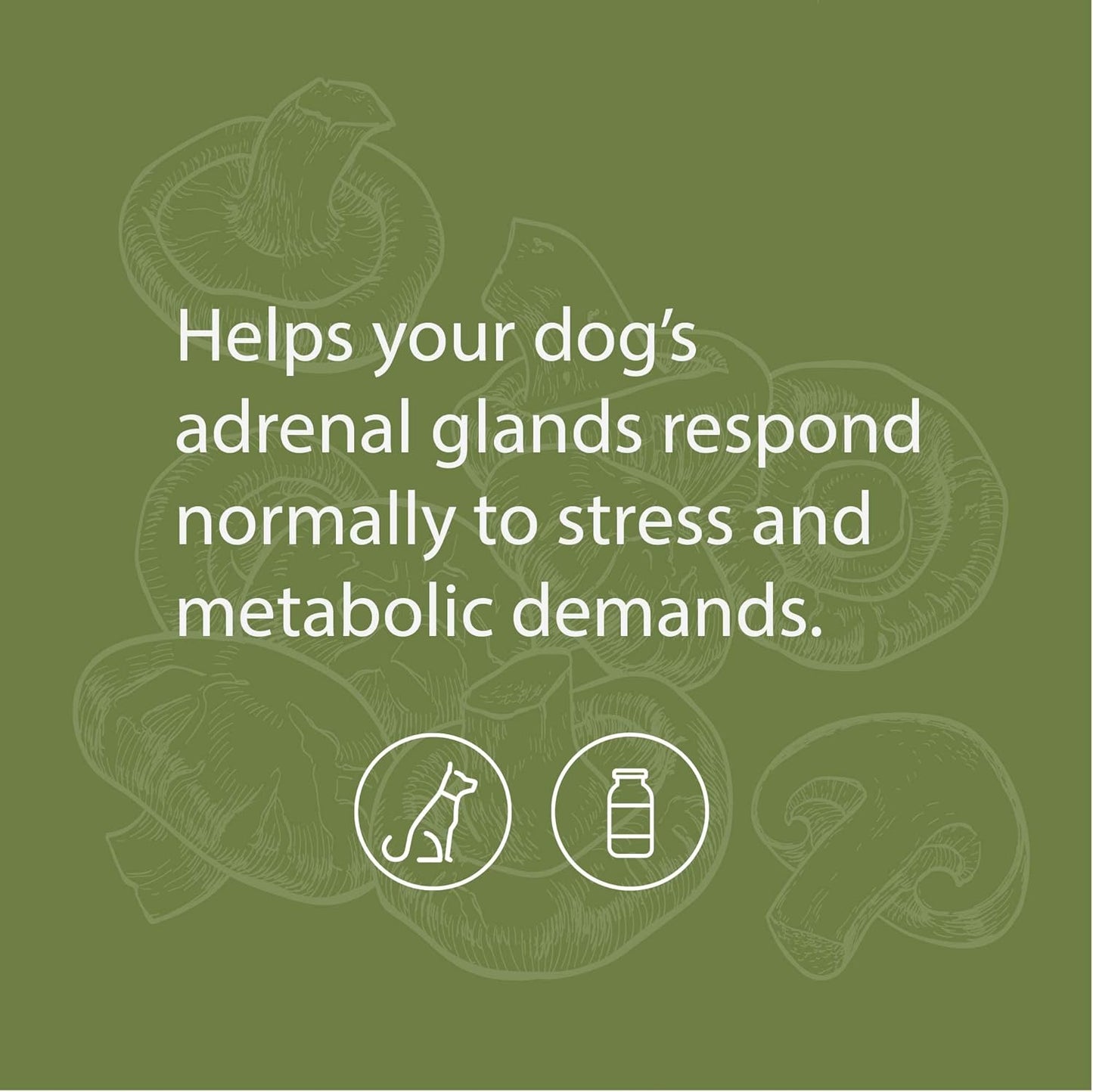 Standard Process Canine Adrenal Support Powder Supplement for Liver & Kidney Health - 25g