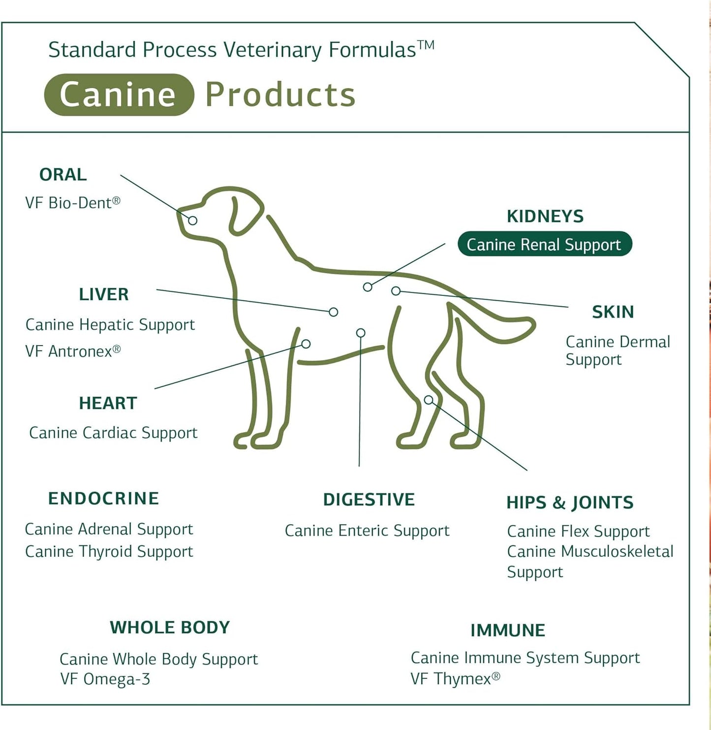 Standard Process Canine Renal Support Supplement for Dog Kidney Health - 30 Grams