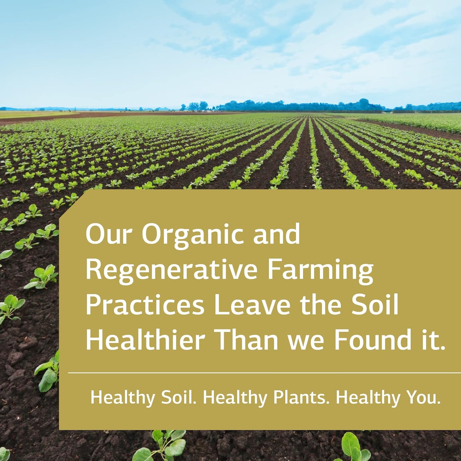 Standard Process Cyrofood Supplement - Healthy Aging Support with Bovine Adrenal & Reishi Mushroom - Whole-Food Based 360 Tablets