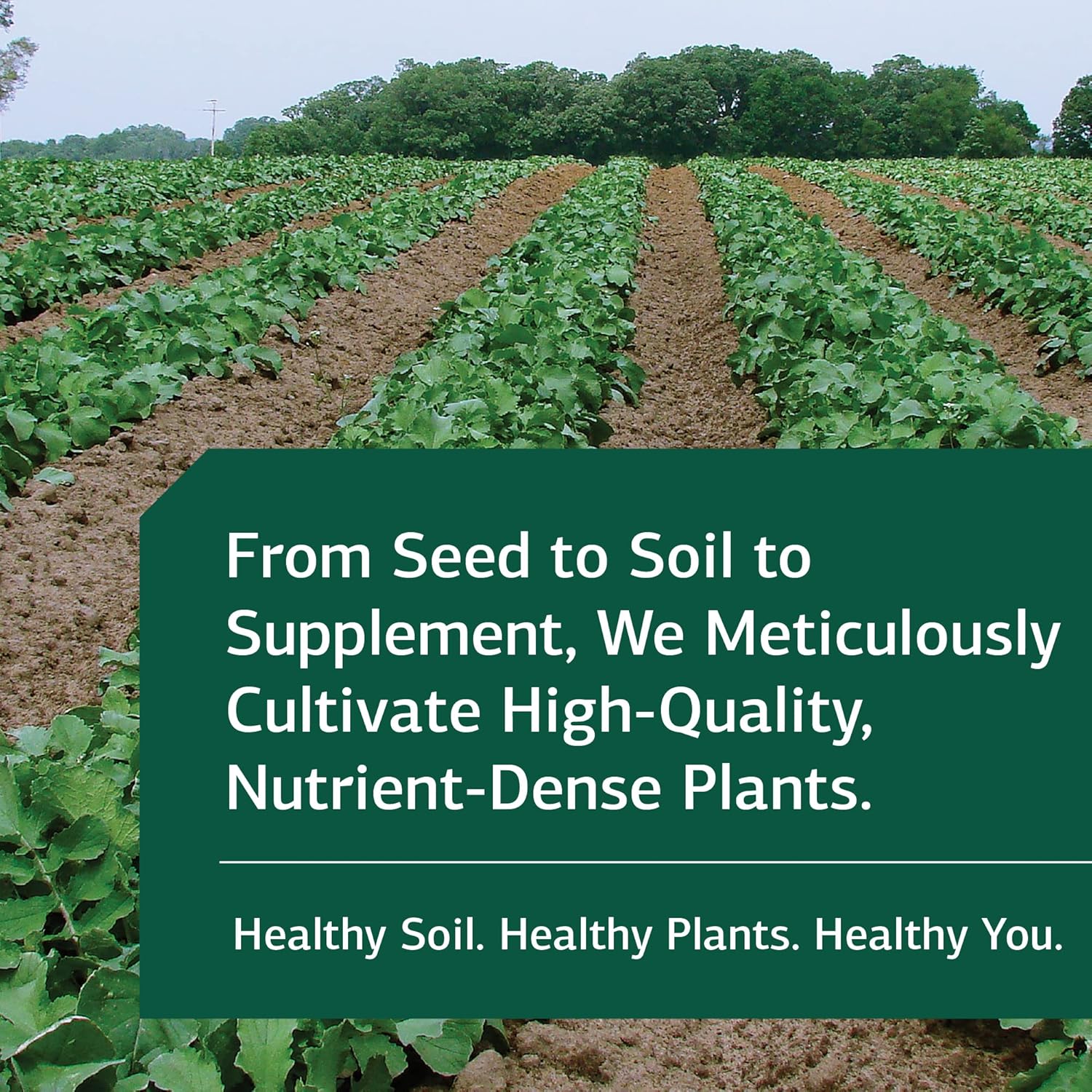 Standard Process Drenamin Tablets - Whole Food Antioxidant for Adrenal and Immune Support, Shitake, Alfalfa, Riboflavin - 90 Count