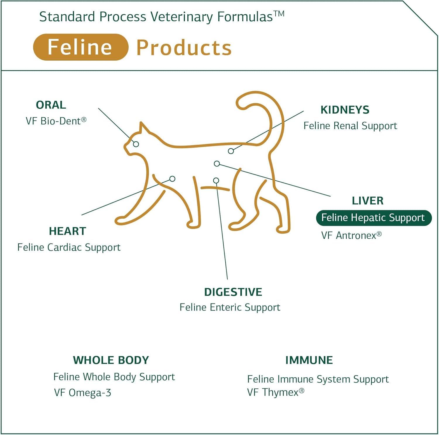Standard Process Feline Hepatic Support Tablets - Liver Health Supplement for Cats - Supports Hepatic Circulation, Metabolism, and Immune Function - 90 Tablets