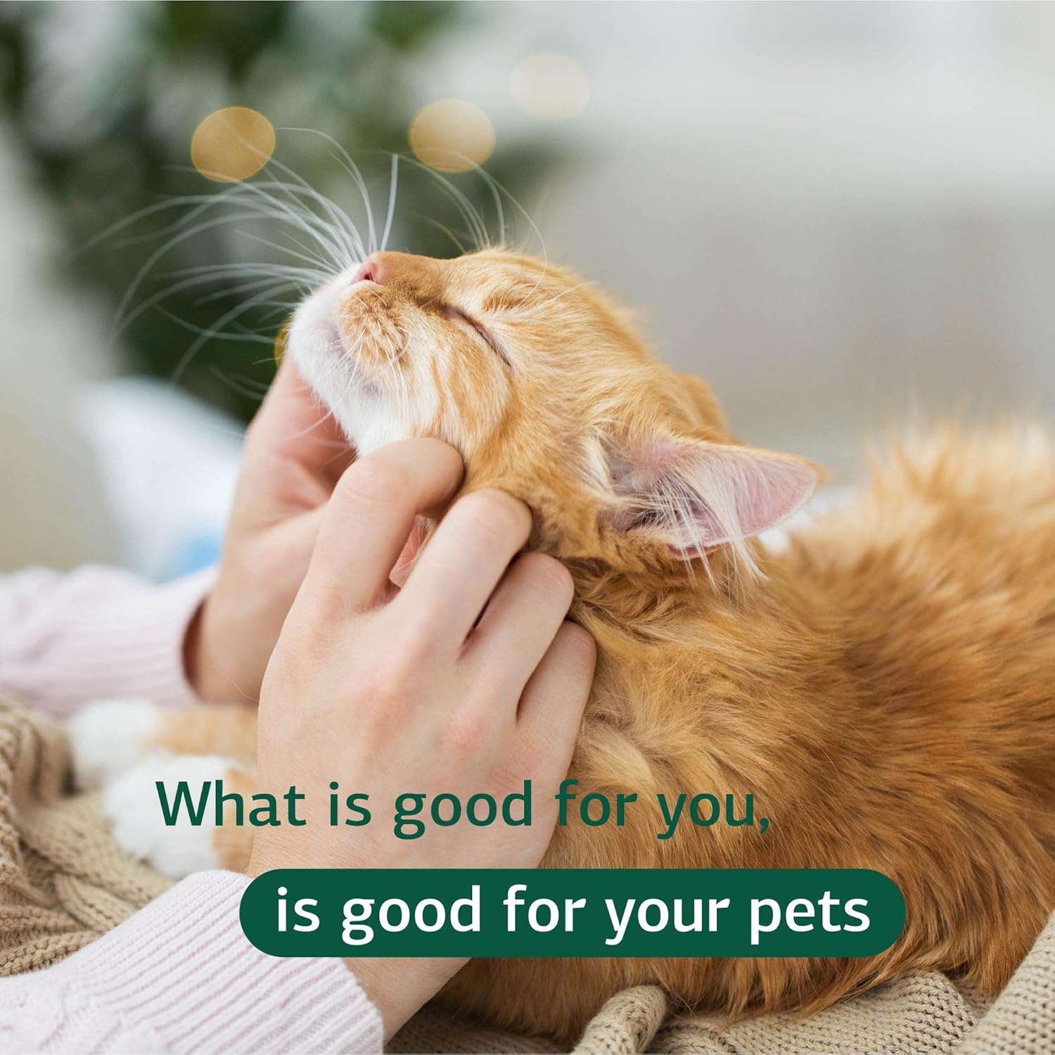 Standard Process Feline Hepatic Support Tablets - Liver Health Supplement for Cats - Supports Hepatic Circulation, Metabolism, and Immune Function - 90 Tablets