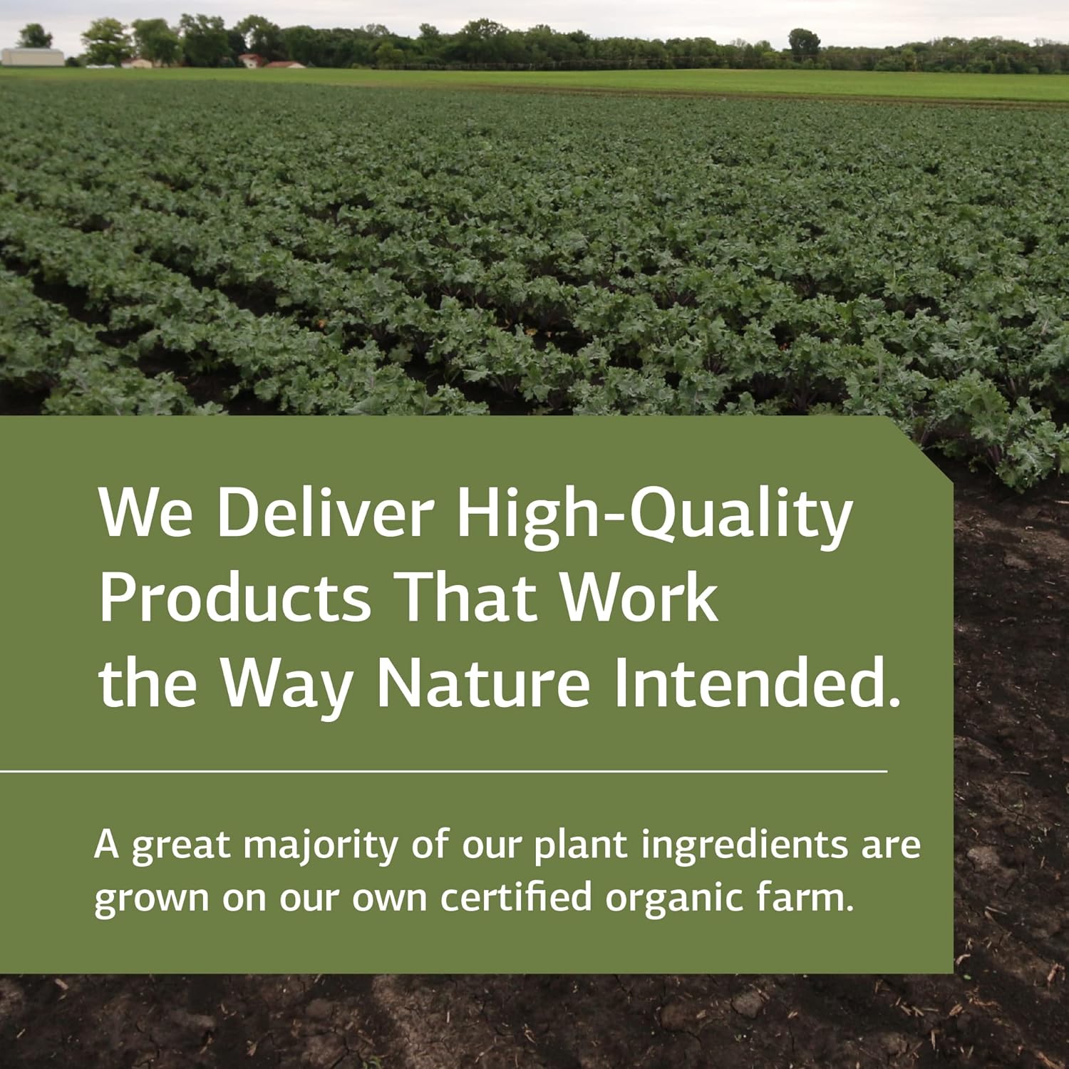 Standard Process St John's Wort-IMT Capsules - Organic Whole Food Mental Health & Stress Relief with Carrot, Alfalfa, Calcium, Inositol, Iodine, & Magnesium - 90ct