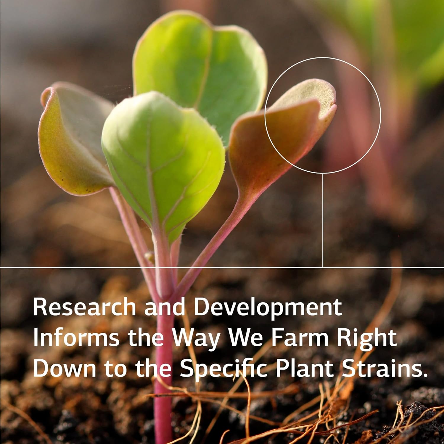 Standard Process Zinc Complex: Immune, Thyroid, Cognitive, and Blood Health Support - 90 Tablets