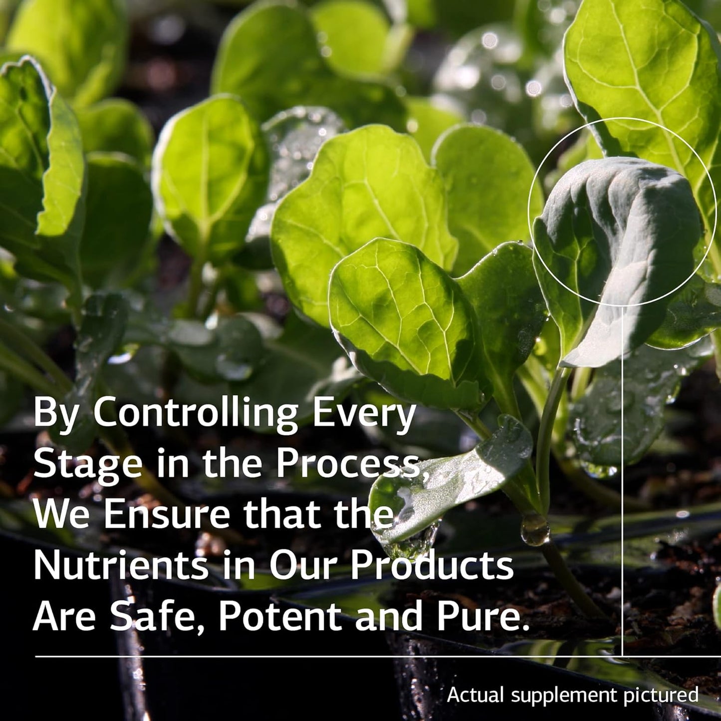 Standard Process Zinc Test Supplement - 2 fl. oz. Zinc Standard Process Supplements