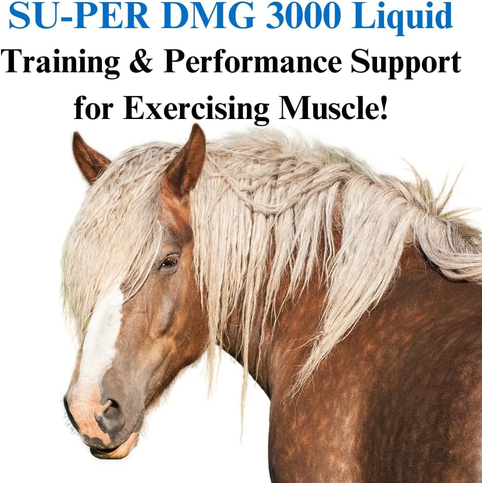 SU-PER DMG 3000 Horse Supplement - Liquid for Training & Performance - Supports Cardiovascular, Immune, & Muscle Function - 1 Quart, (2 Pack)